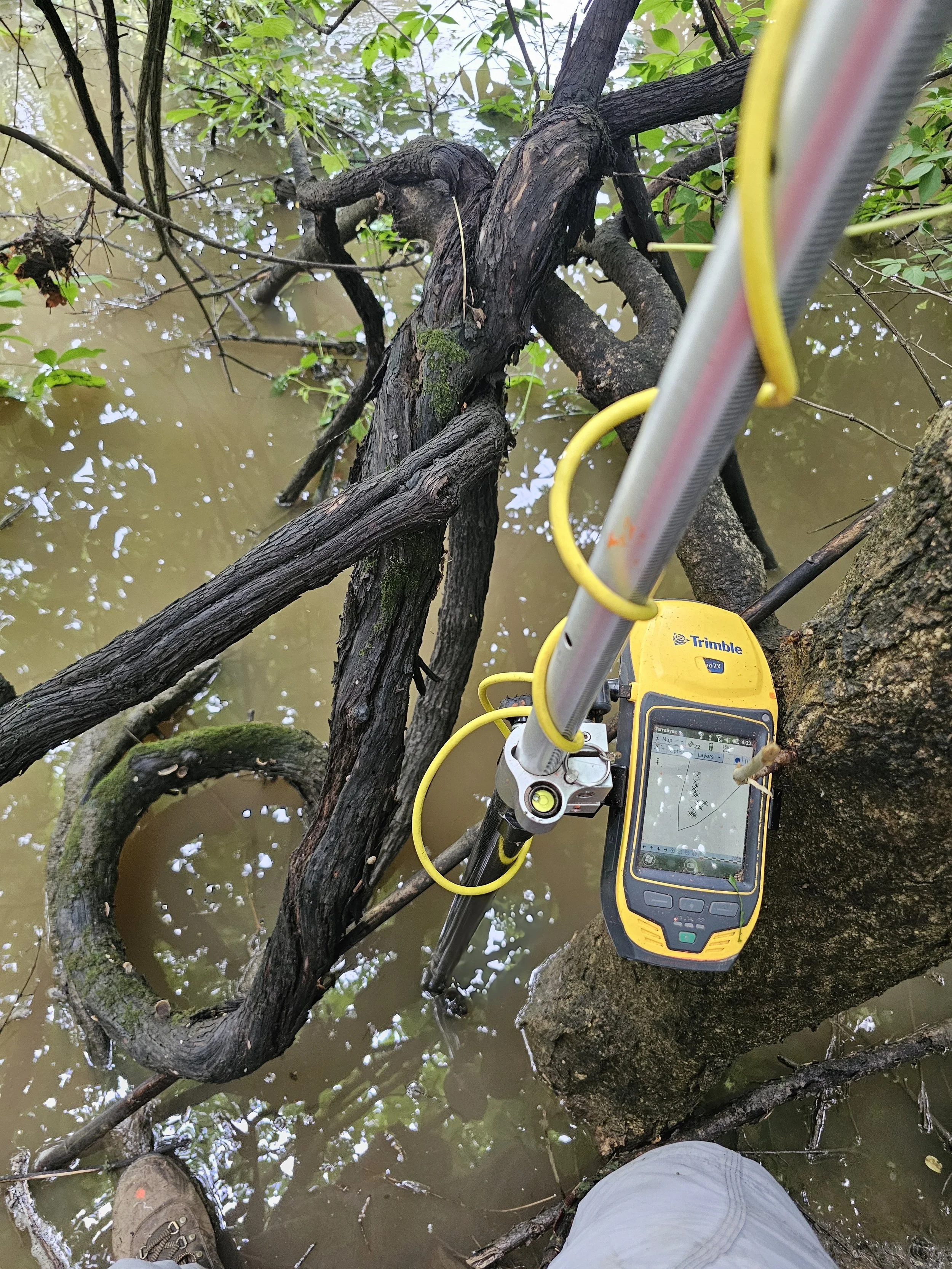 Tree Surveys