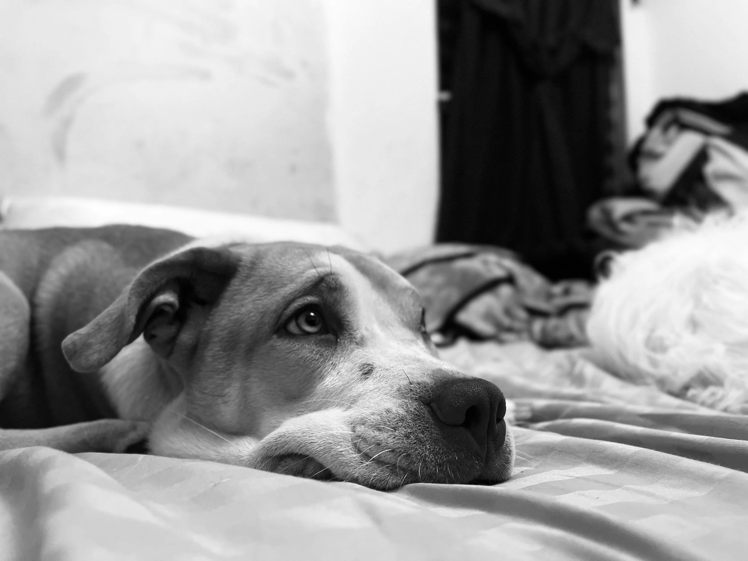 A black and white photo of a dog lying down on a soft surface, looking directly at the camera with a relaxed expression.