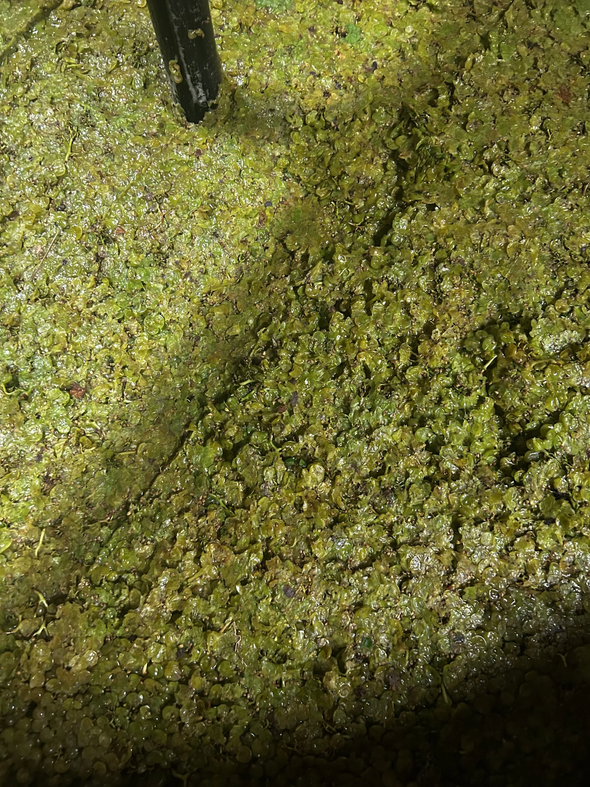 Grand tapis de végétation aquatique verte avec un tuyau noir visible, probablement une centrale hydroélectrique ou un dispositif de pompage.