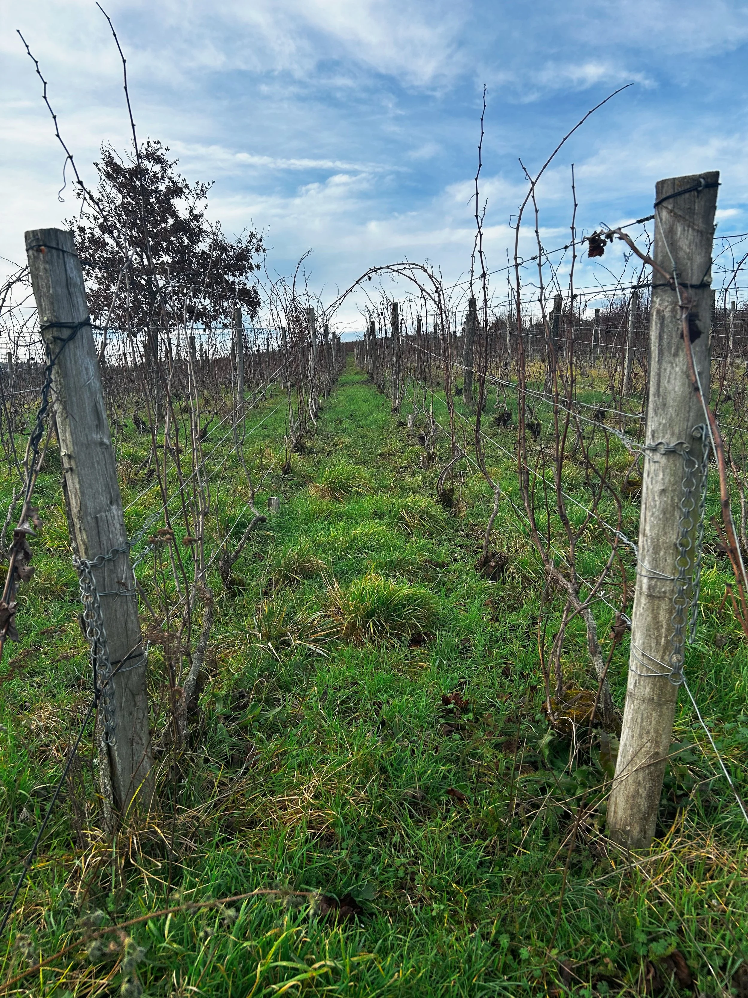 Vignoble avec rangées de vignes sans feuilles, enclos avec fils de fer, ciel partiellement nuageux.