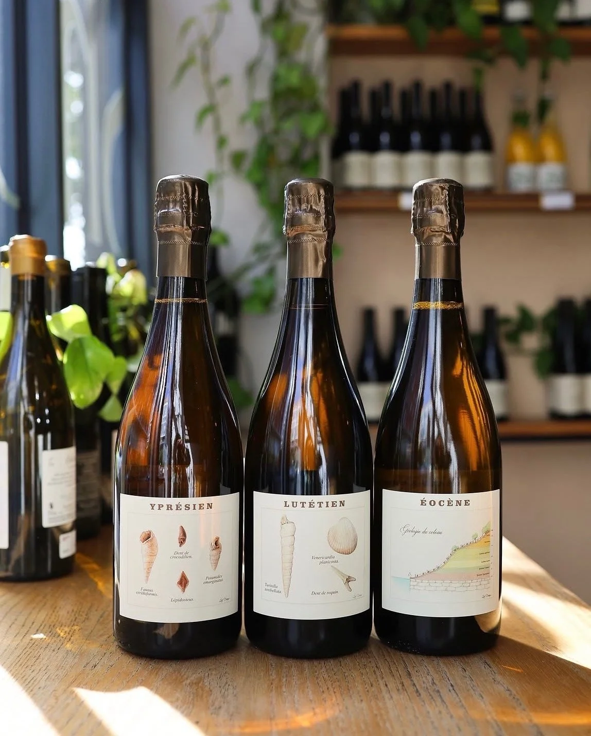 Trois bouteilles de vin avec des étiquettes illustrant des fossiles, placées sur une table en bois, avec des étagères de bouteilles en arrière-plan dans un décor intérieur naturel.