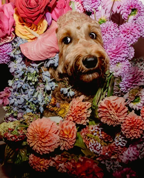 dogs at weddings