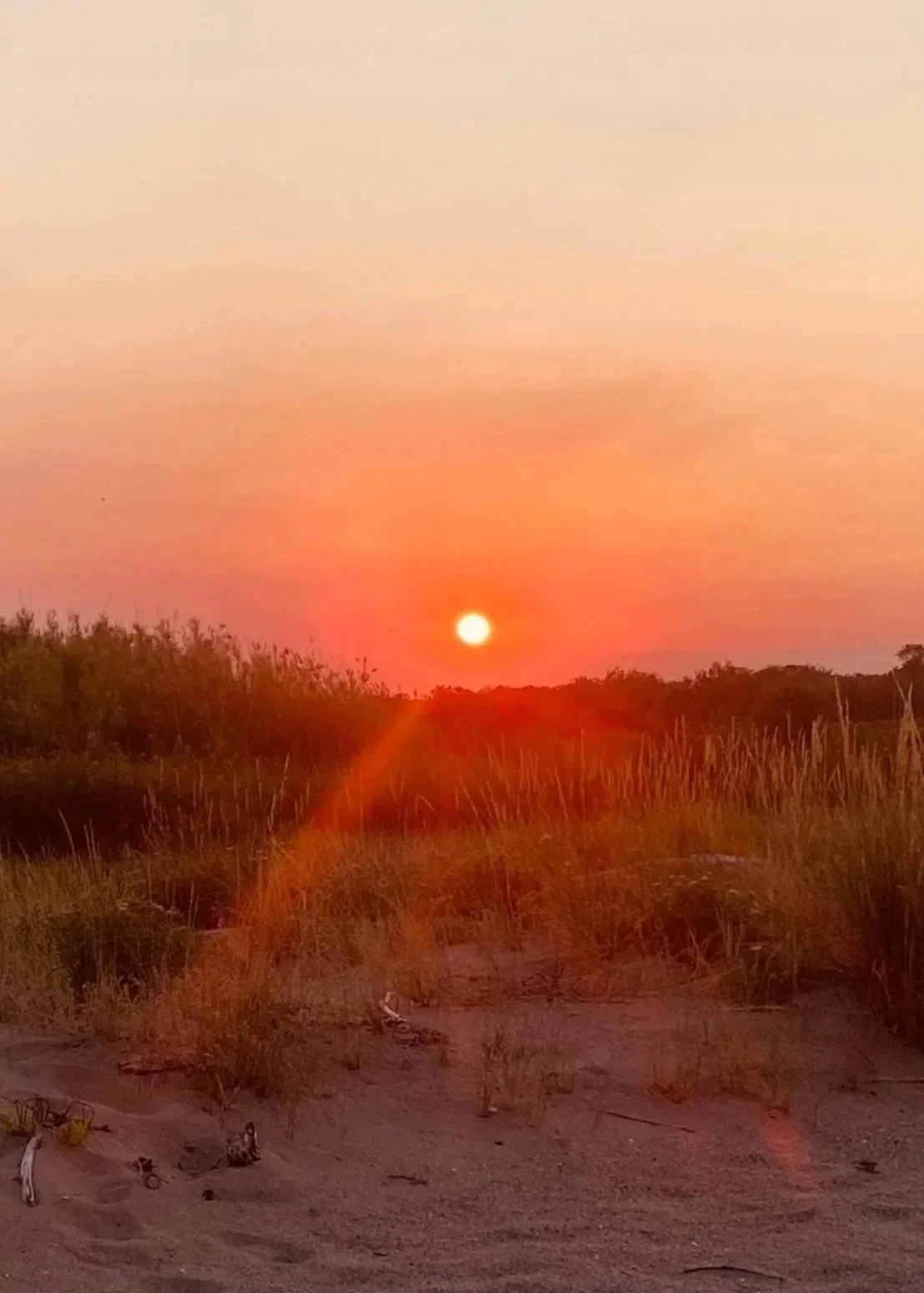 A sunset over a field with tall grass and trees in the distance, orange and pink sky with sun near the horizon.