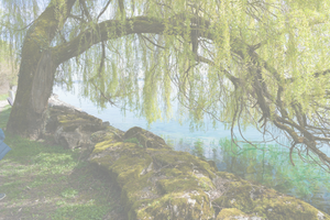 Ein Baum mit herabhängenden Ästen über einem Wasserlauf, umgeben von Steinen und grünem Gras.