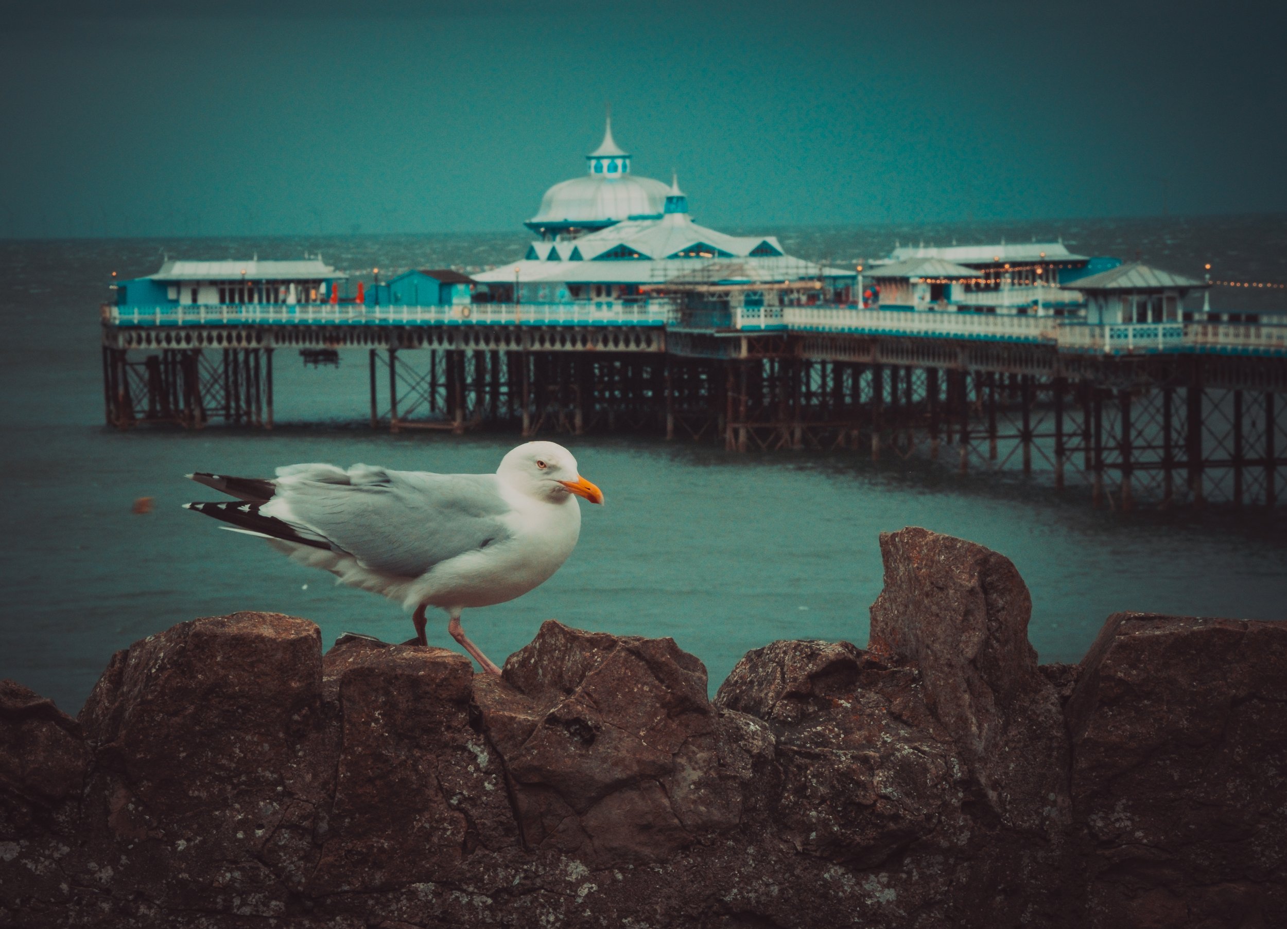 DSCF2694-1.jpg