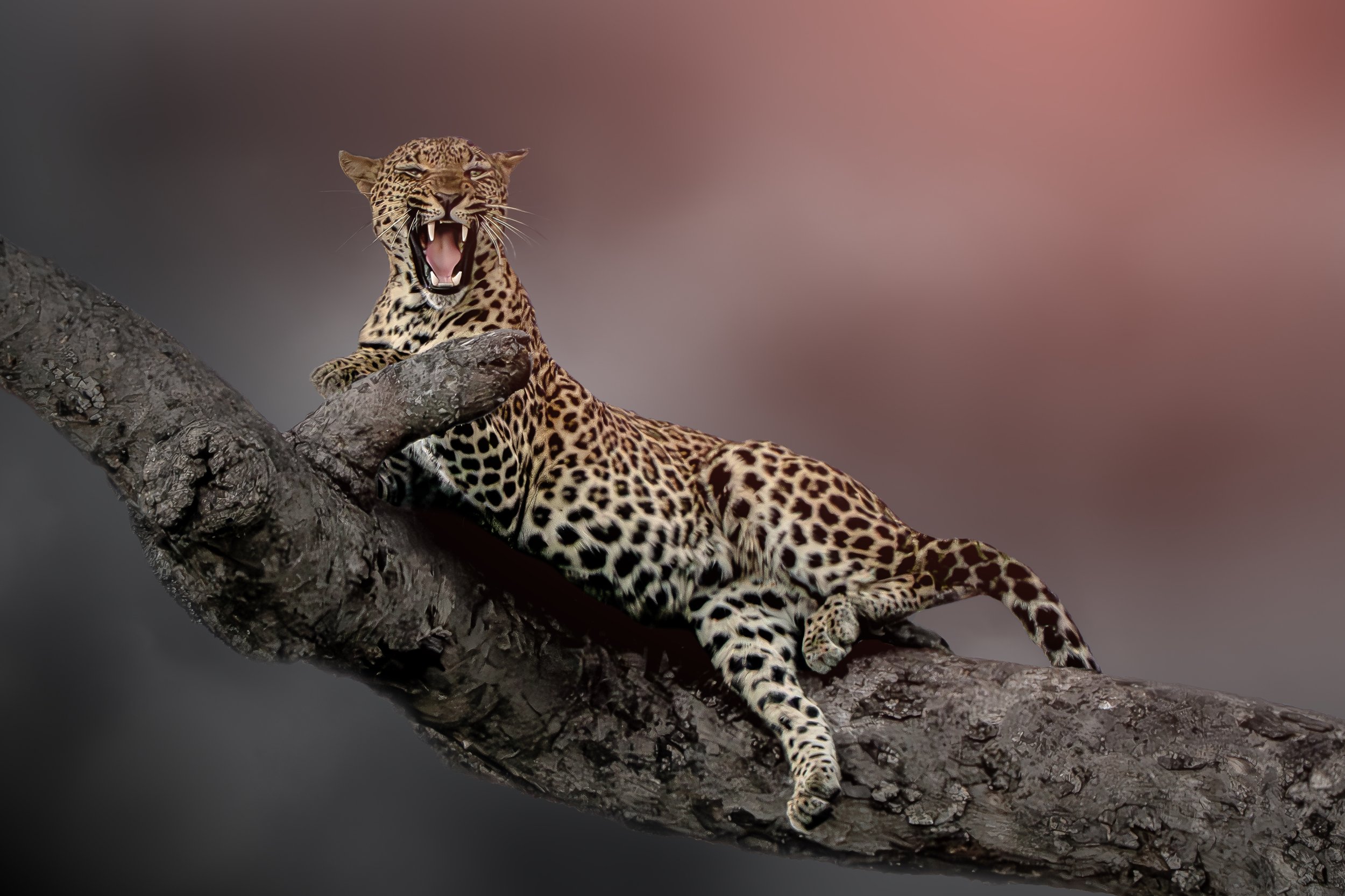SNY01890_edited.jpg