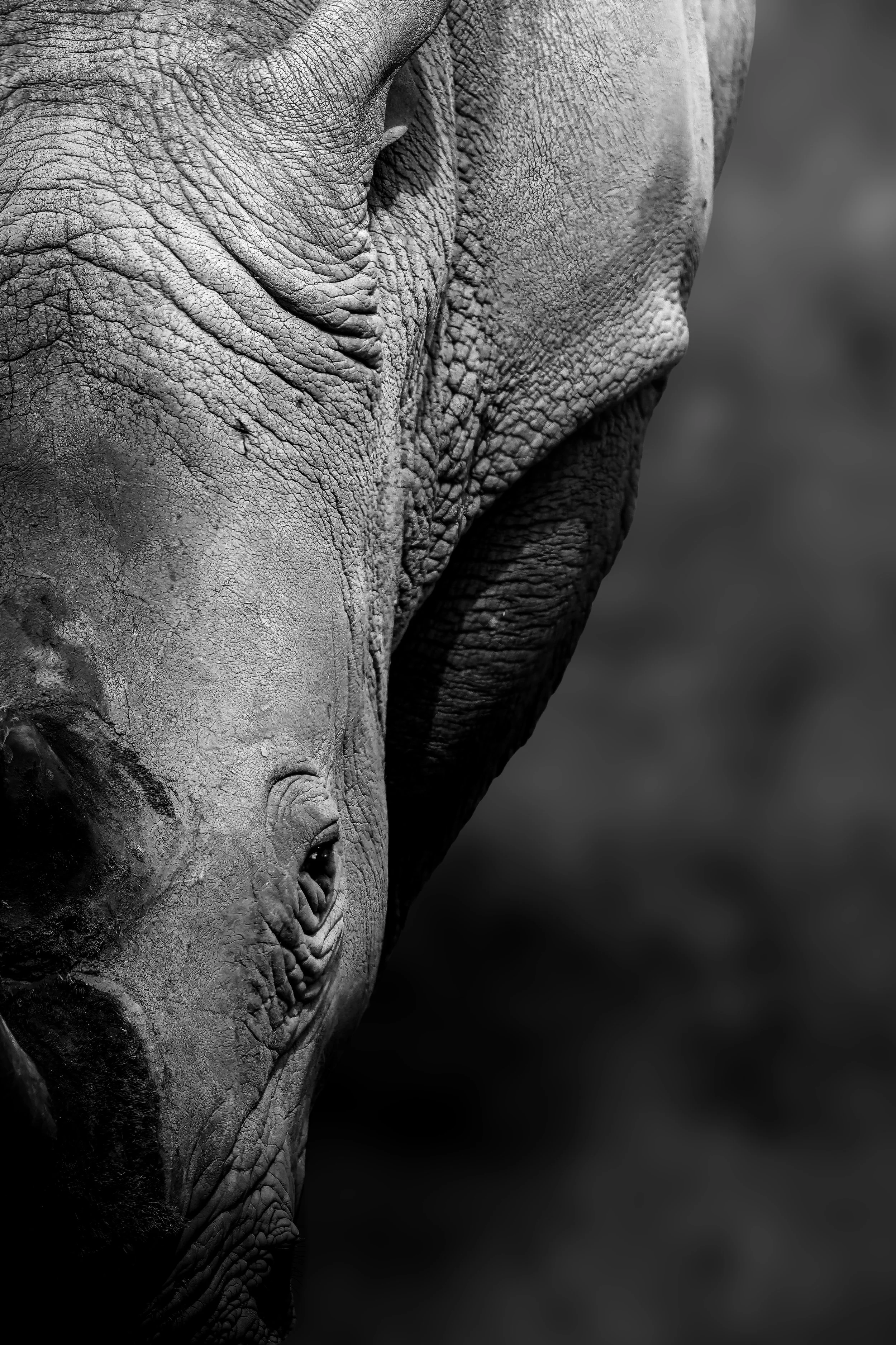 SONY_2128_edited_b&w.jpg