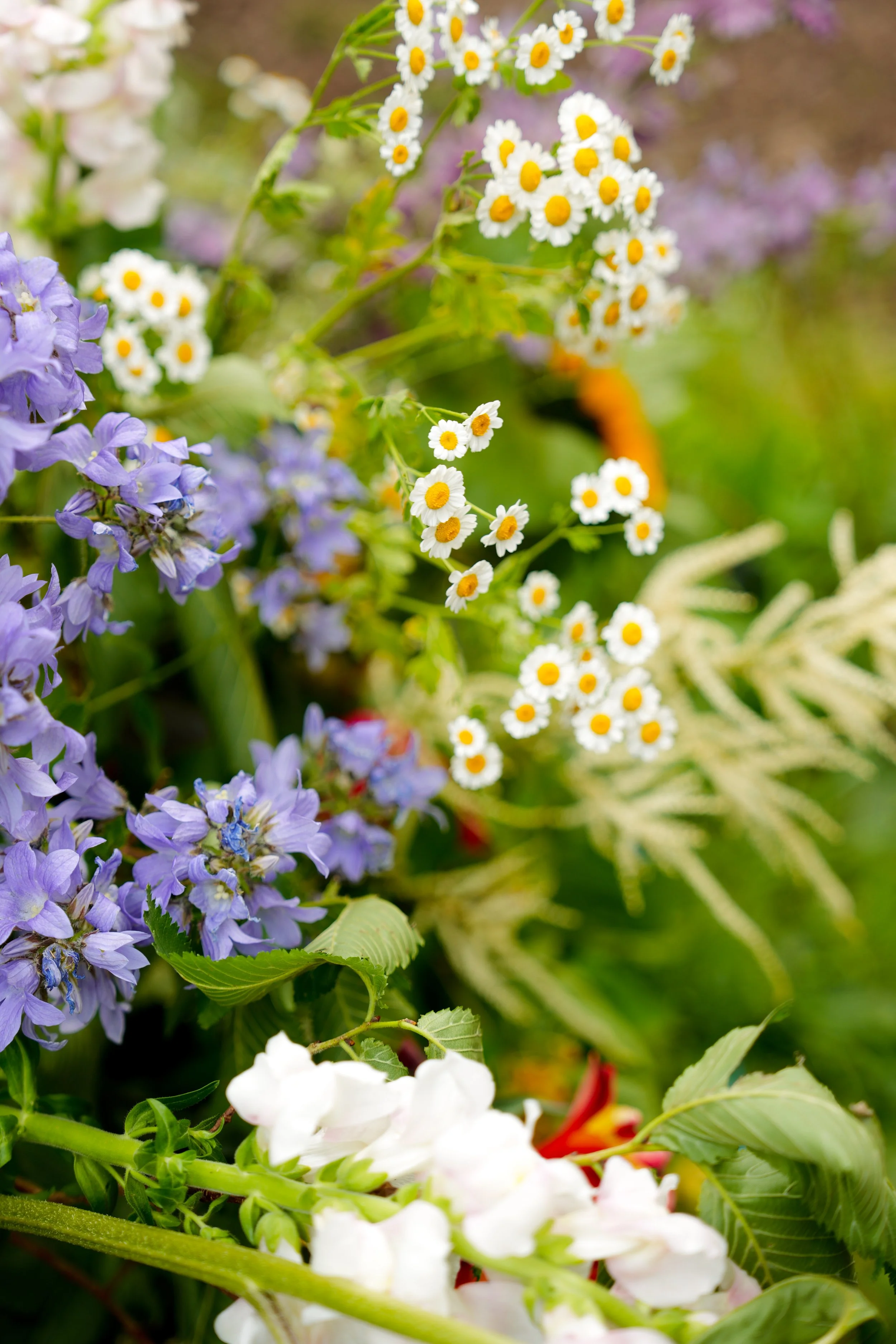 Close-up of various colorful flowers, including white daisies with yellow centers, purple flowers, and white blossoms with green leaves in a garden.