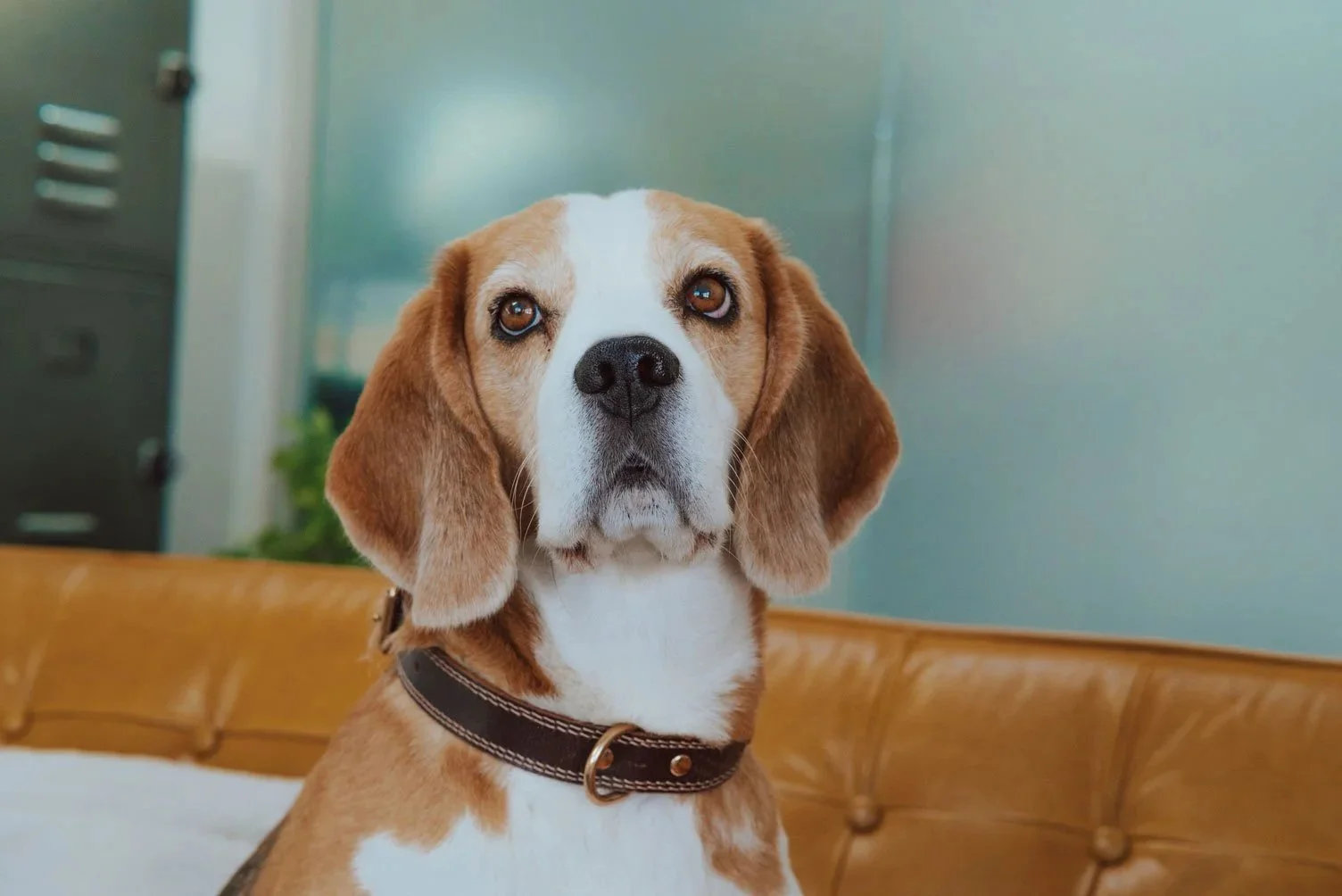 Ludwig, der Beagle, sitzt auf einem Ledersofa im Hauptraum der Praxis Trier.
