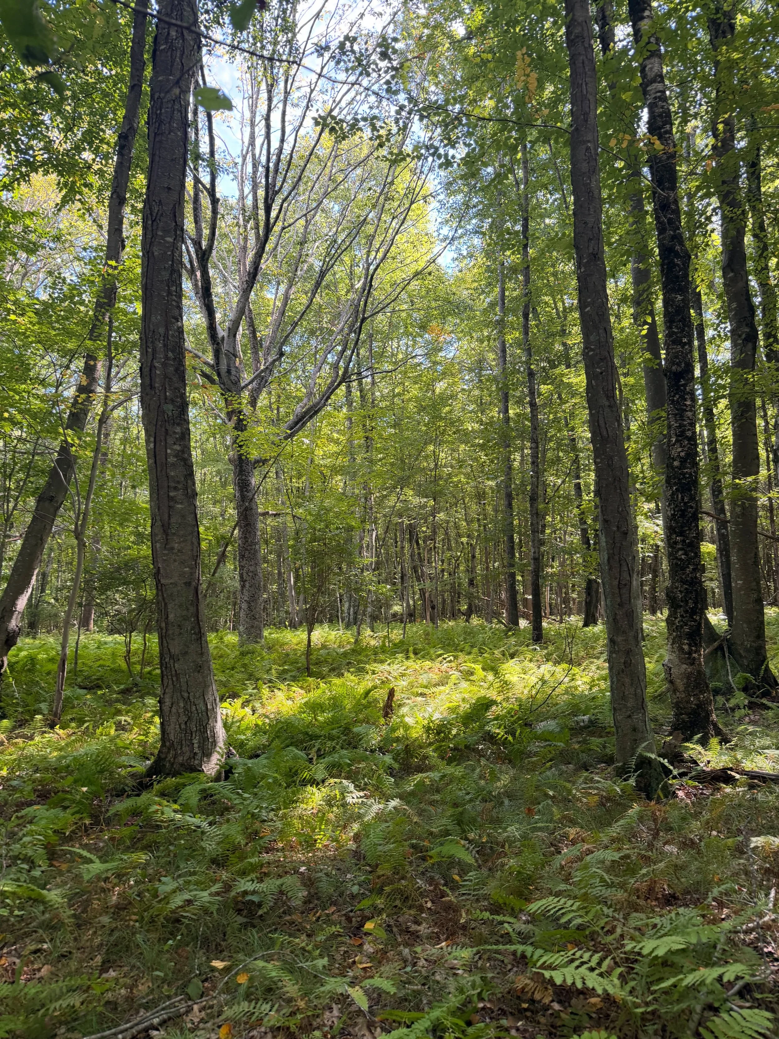Today, during our homeschool day, I sat silently watching the kids work around me while I drank my afternoon tea. I got images in my mind of walking through the backyard woods while the afternoon sunlight cascaded through the trees. Quite a peaceful 