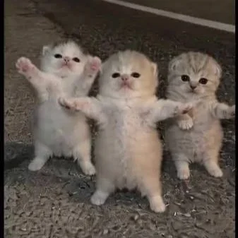 Three small kittens standing on their hind legs with their front paws raised.