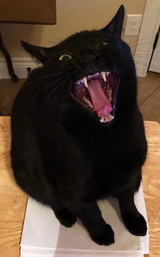 Black cat with yellow eyes sitting on a white book, mid-yawn with mouth wide open, showing teeth and pink tongue.