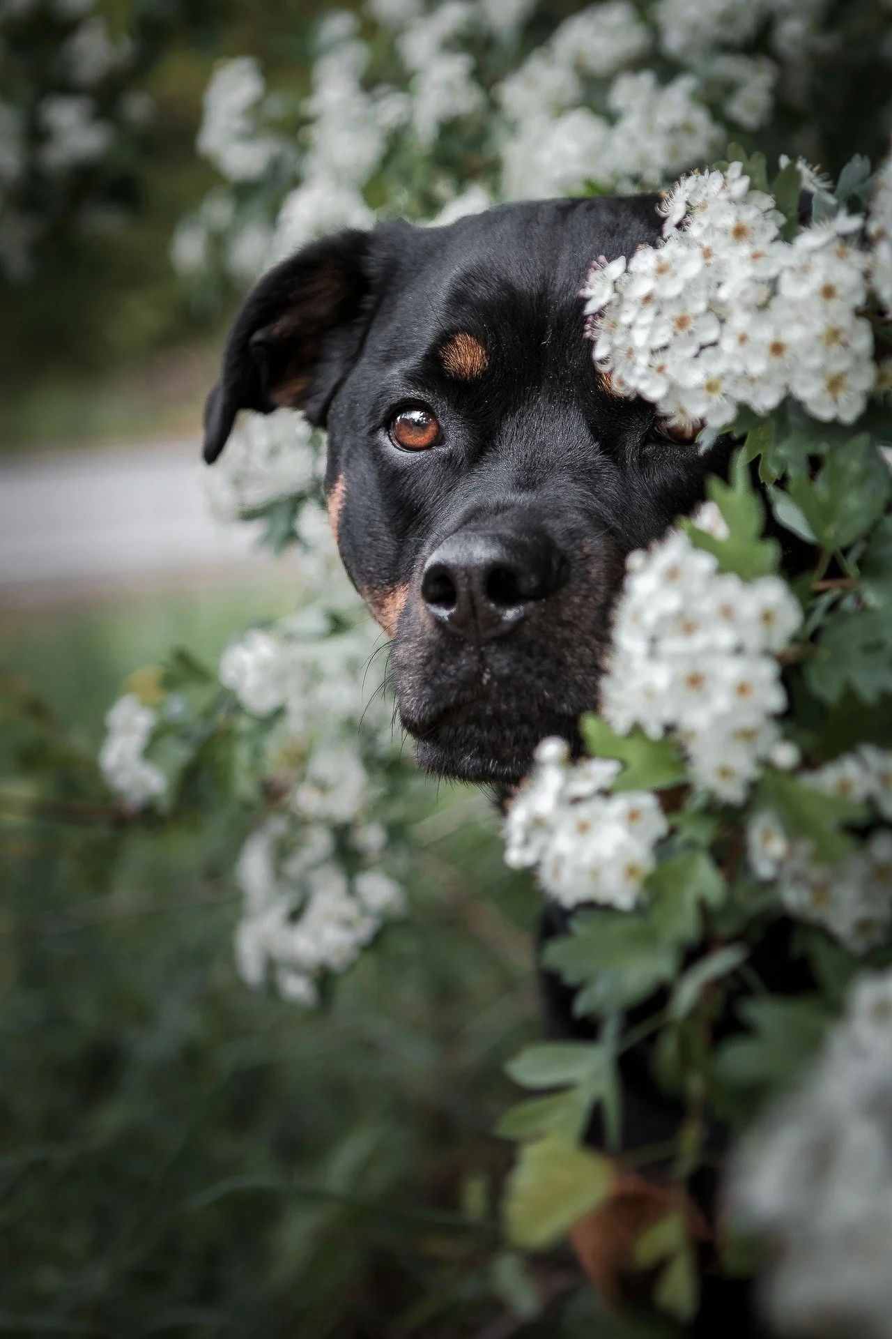 dog-g3b0cf99f5_1920.jpg