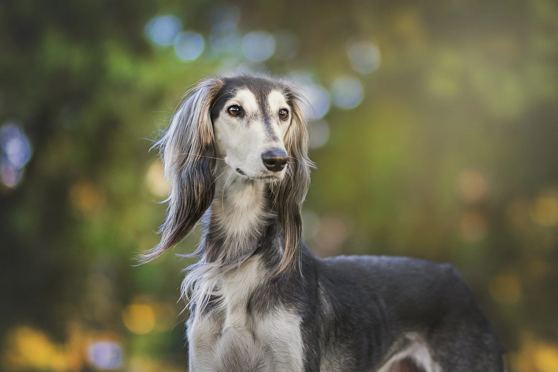 animal-company-3047244_1920.jpg