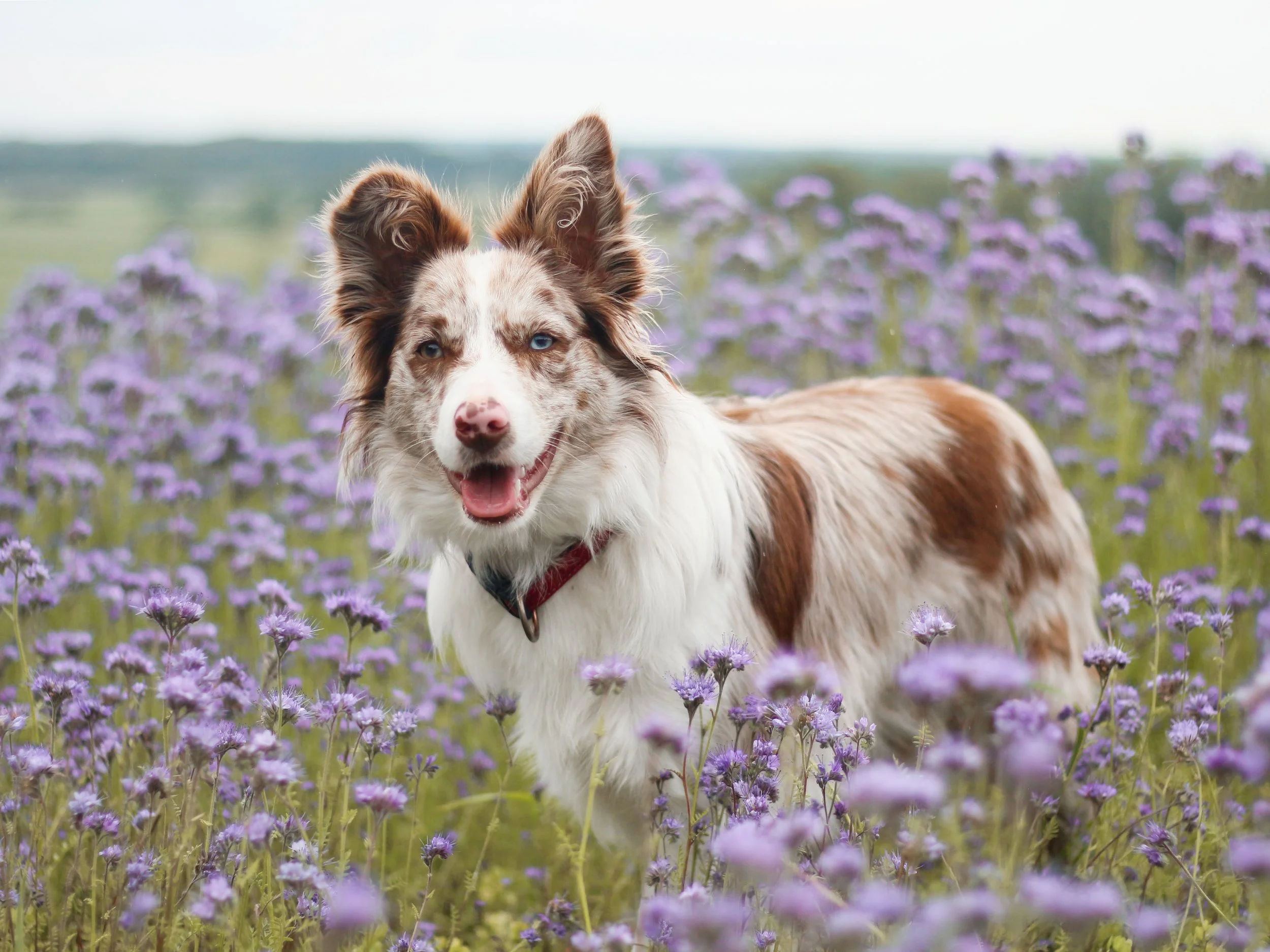 The Best Dog Walks Around [Location]