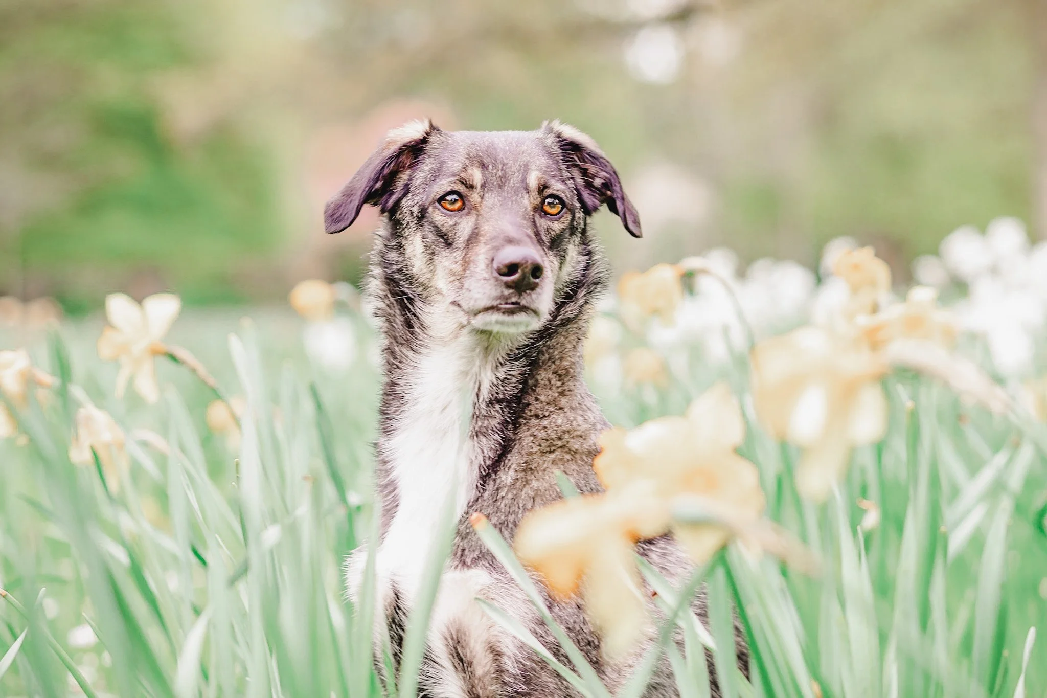 What’s your dog trying to tell you?