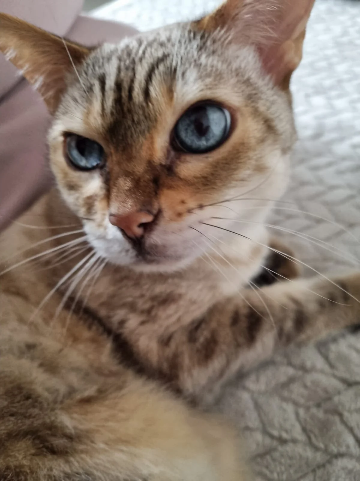 Dory, a snow Bengal cat, looking towards the person taking the photo