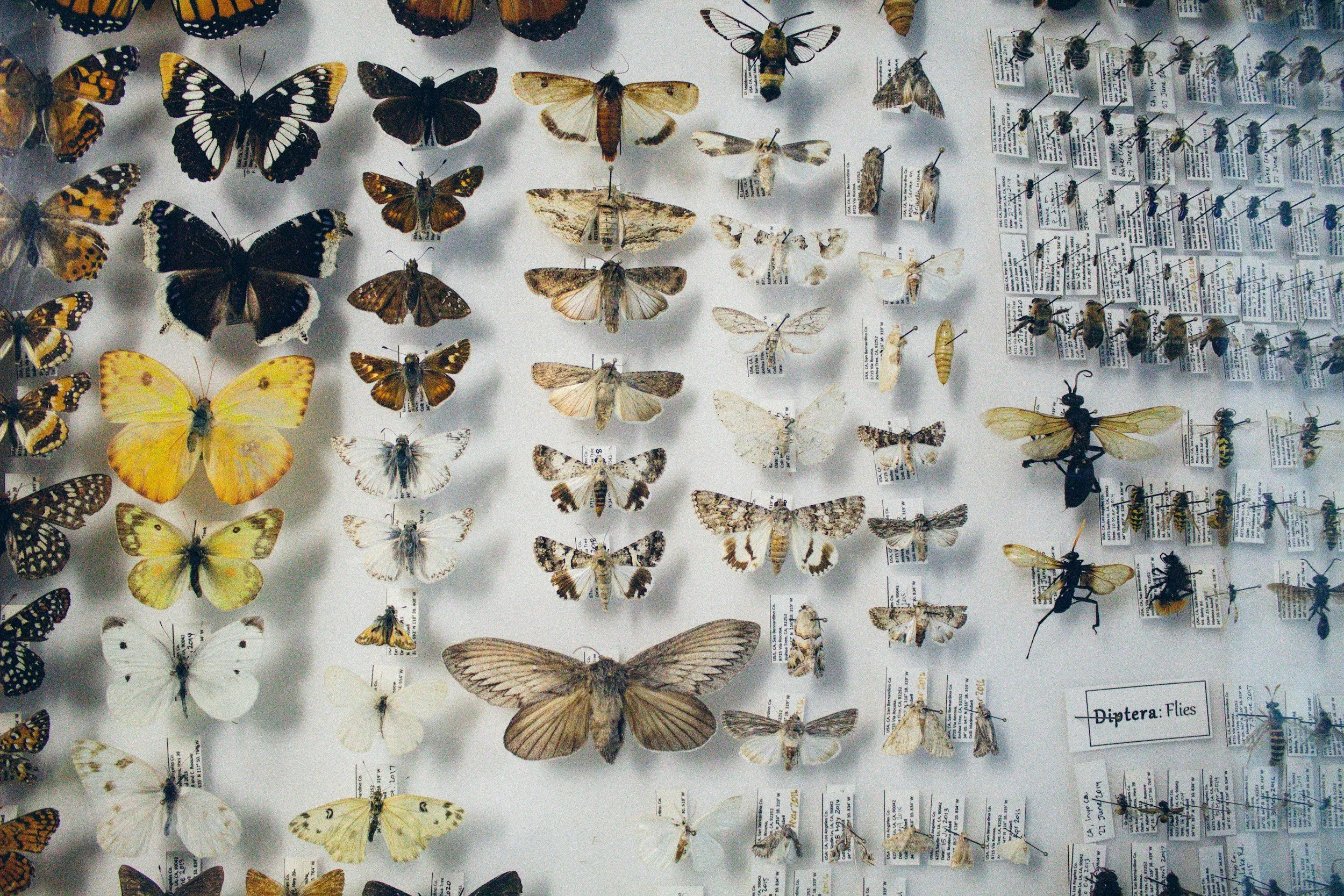 insect collection showing moths and butterflies