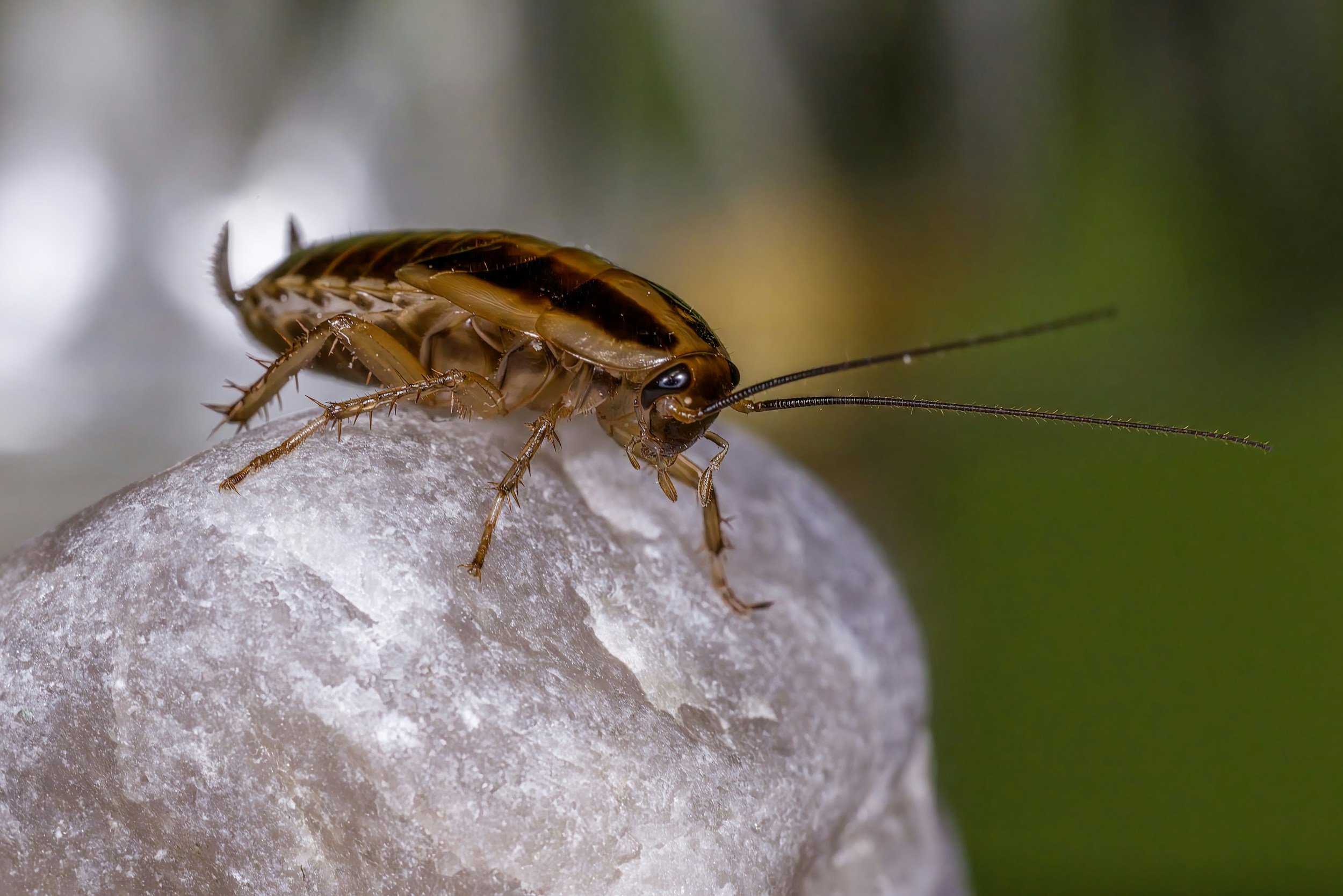 German Cockroach