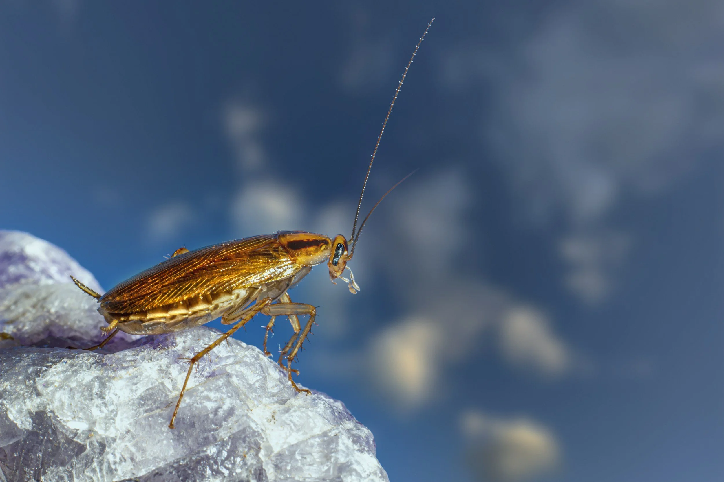 German cockroach on blue background