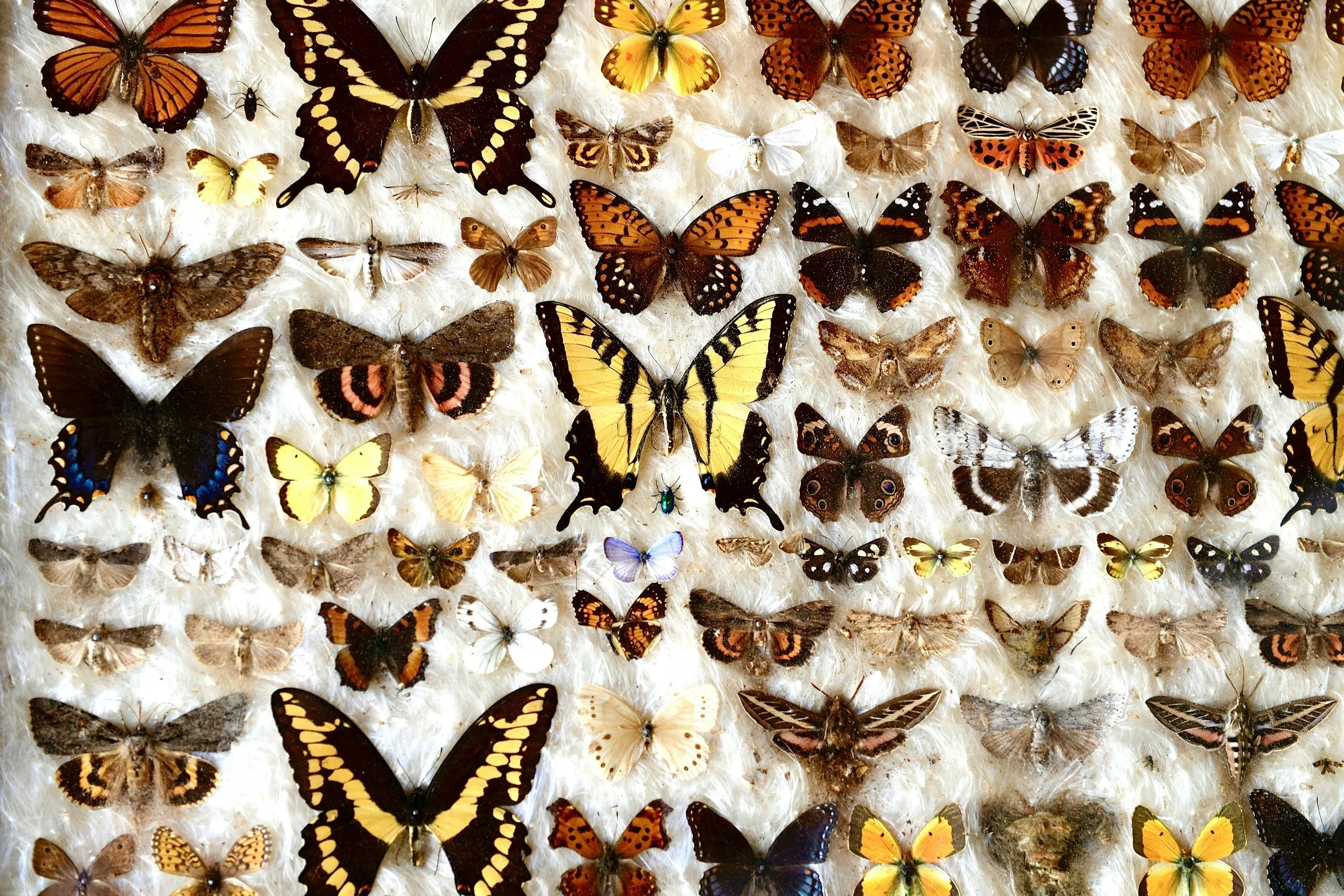 Collection of pinned butterflies
