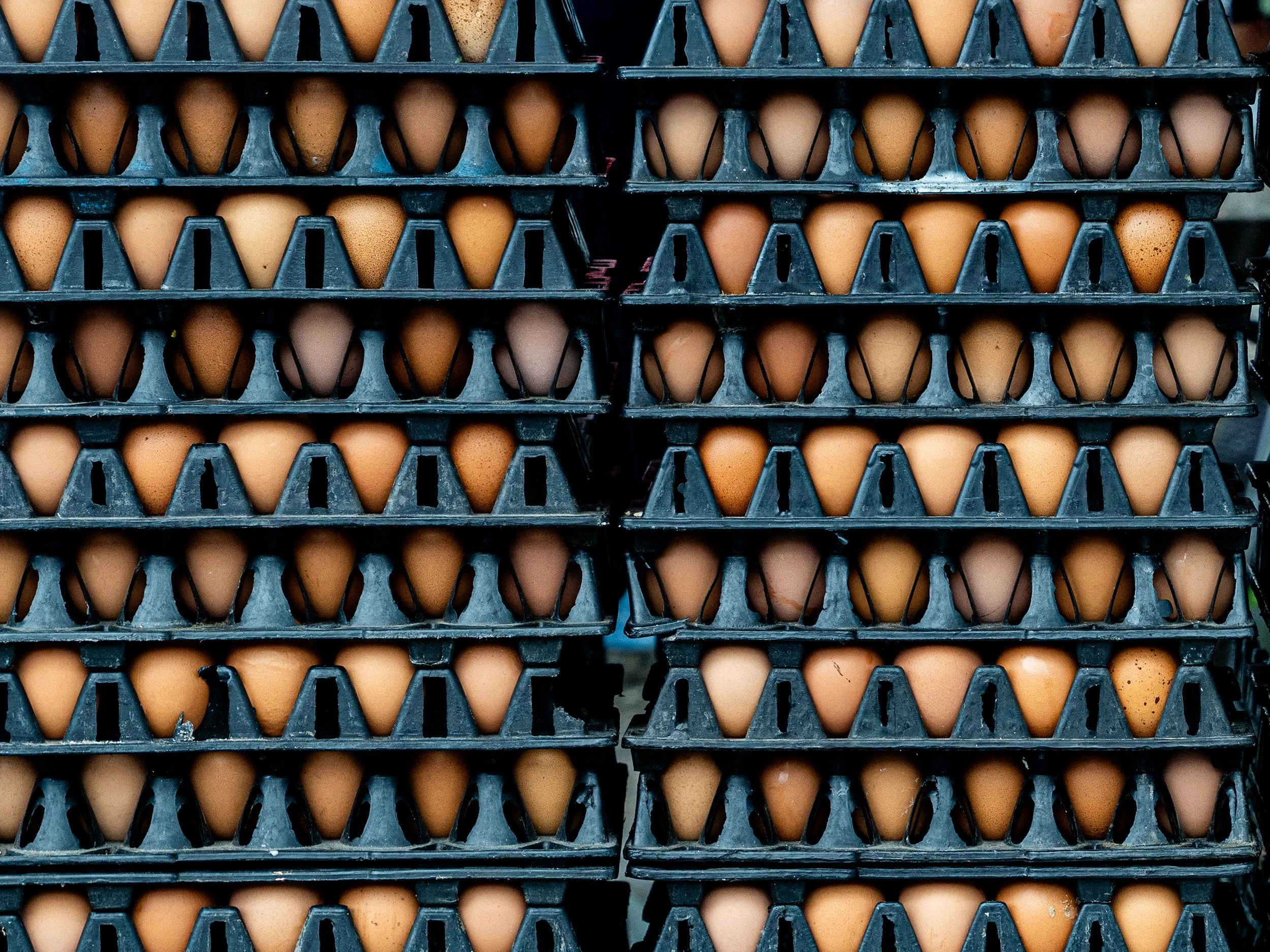 eggs DSC00721 web.jpg