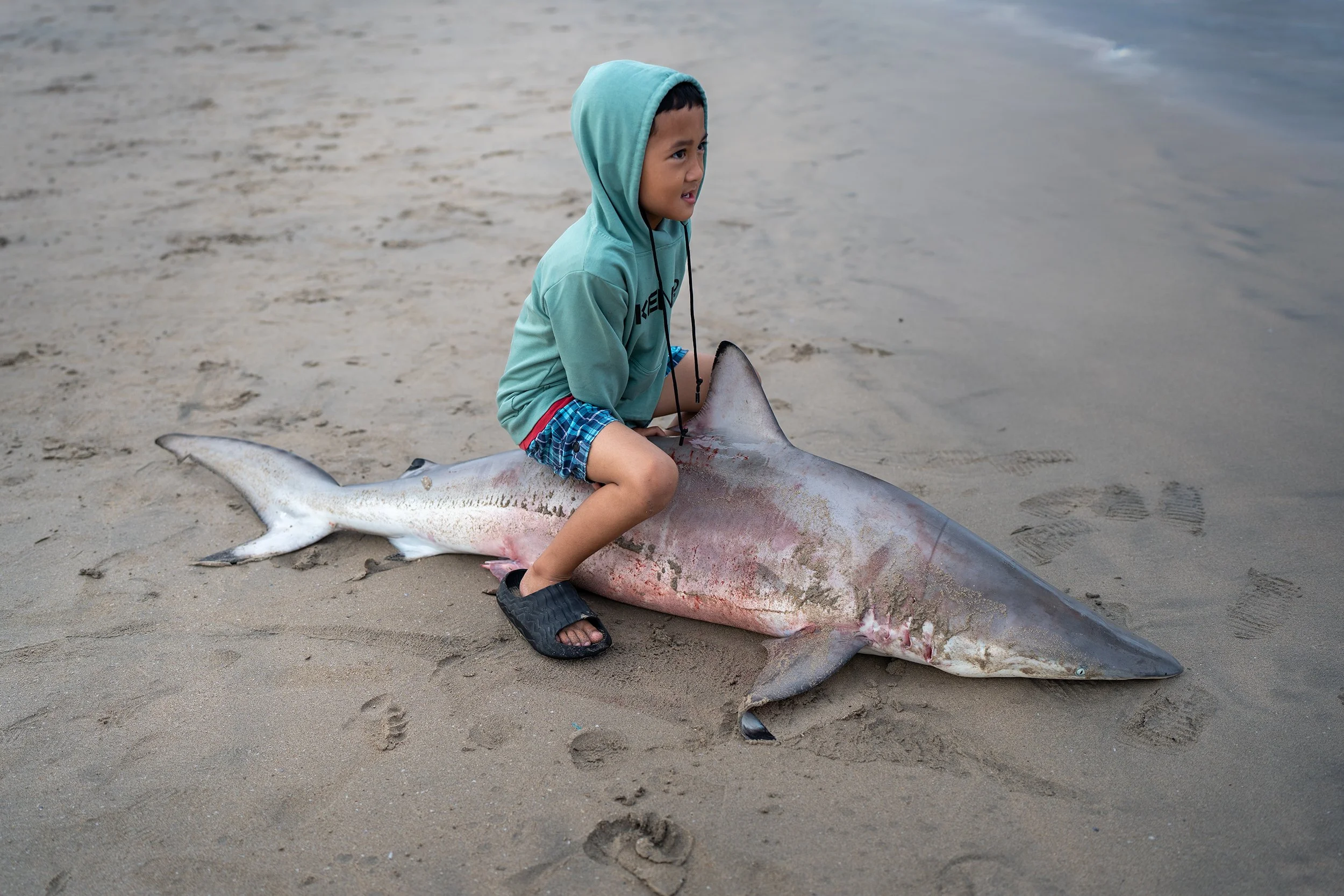 Shark Riding DSC09643 web.jpg