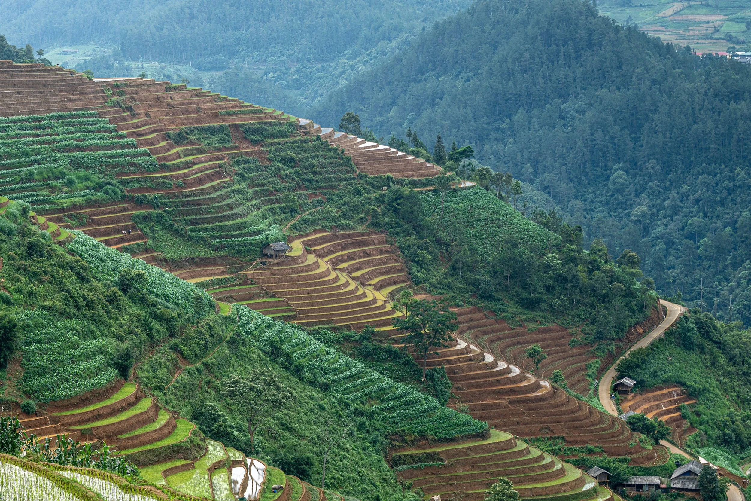 Rice Terace  web.jpg
