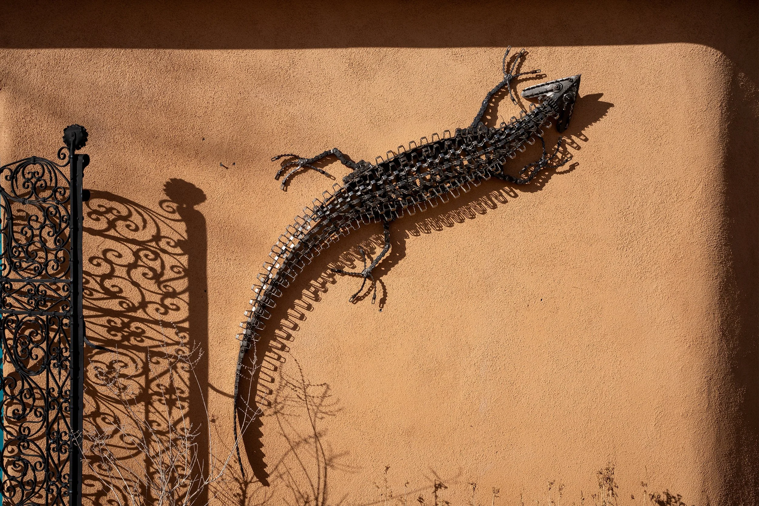 wall lizard DSC05569 web.jpg