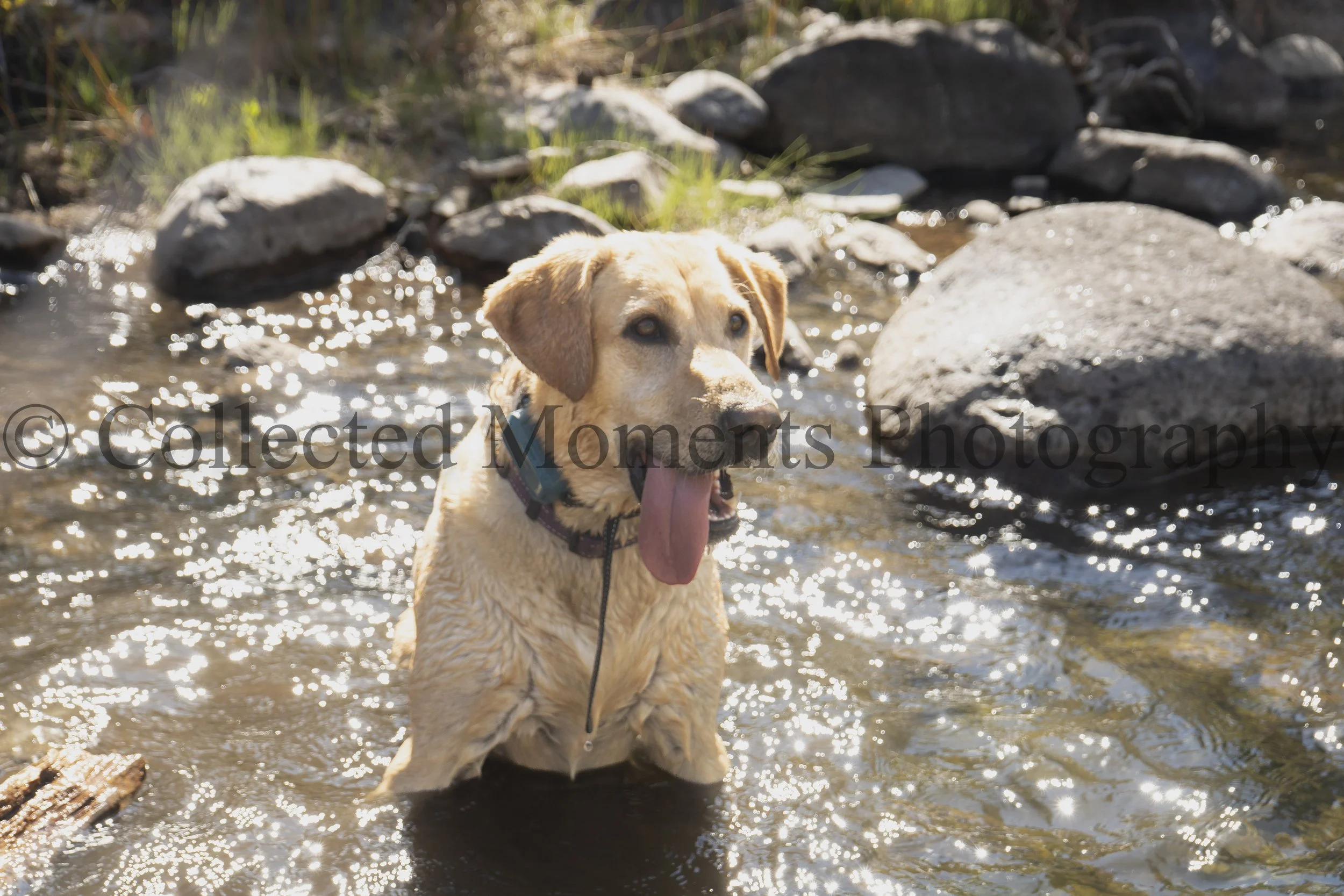 A yellow Labrador retriever dog standing in a shallow creek with rocks, water, and green plants in the background.