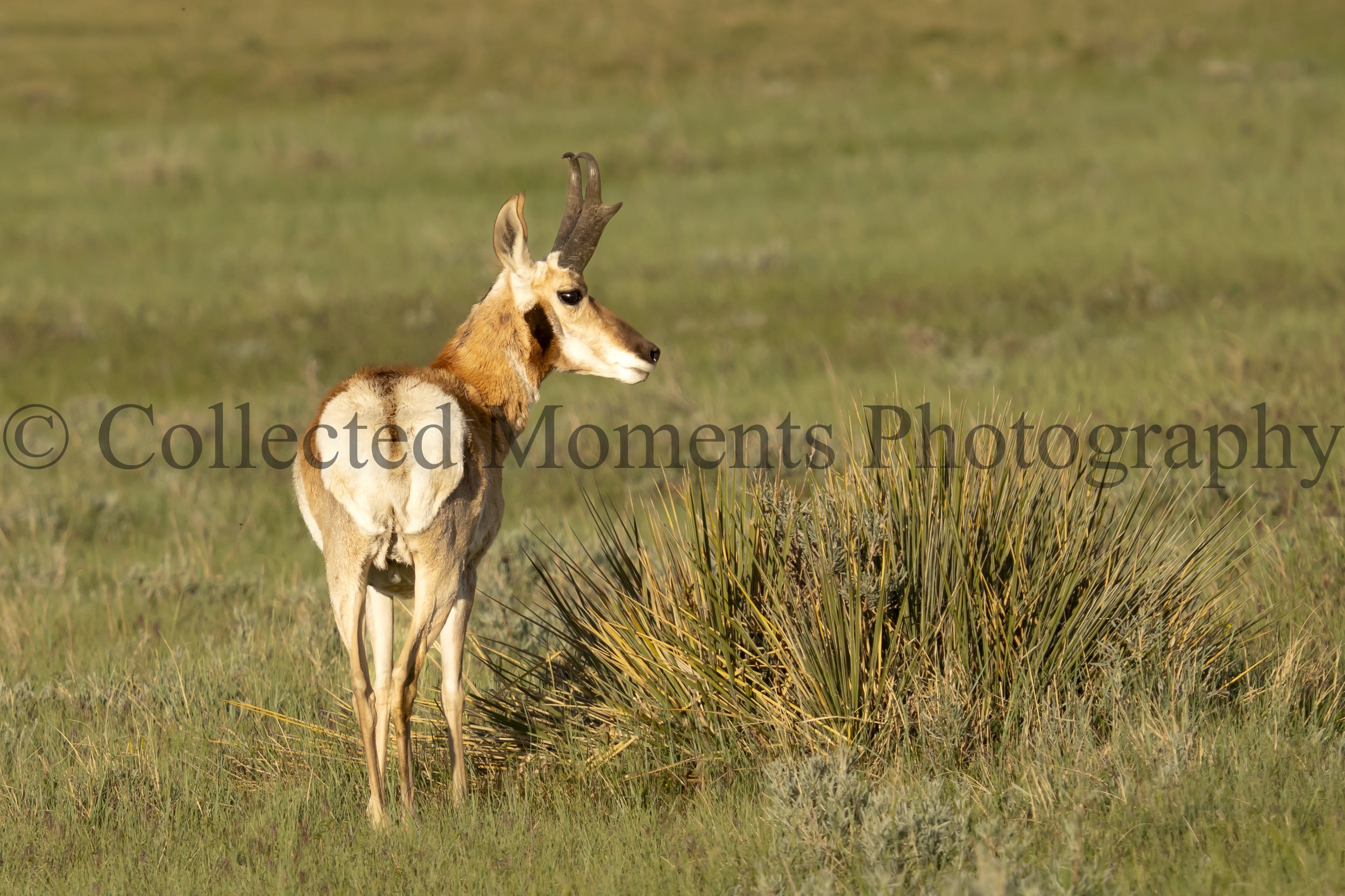 A pronghorn antelope standing in a grassy field near a large bush with tall, pointed leaves, with an open grassland background.