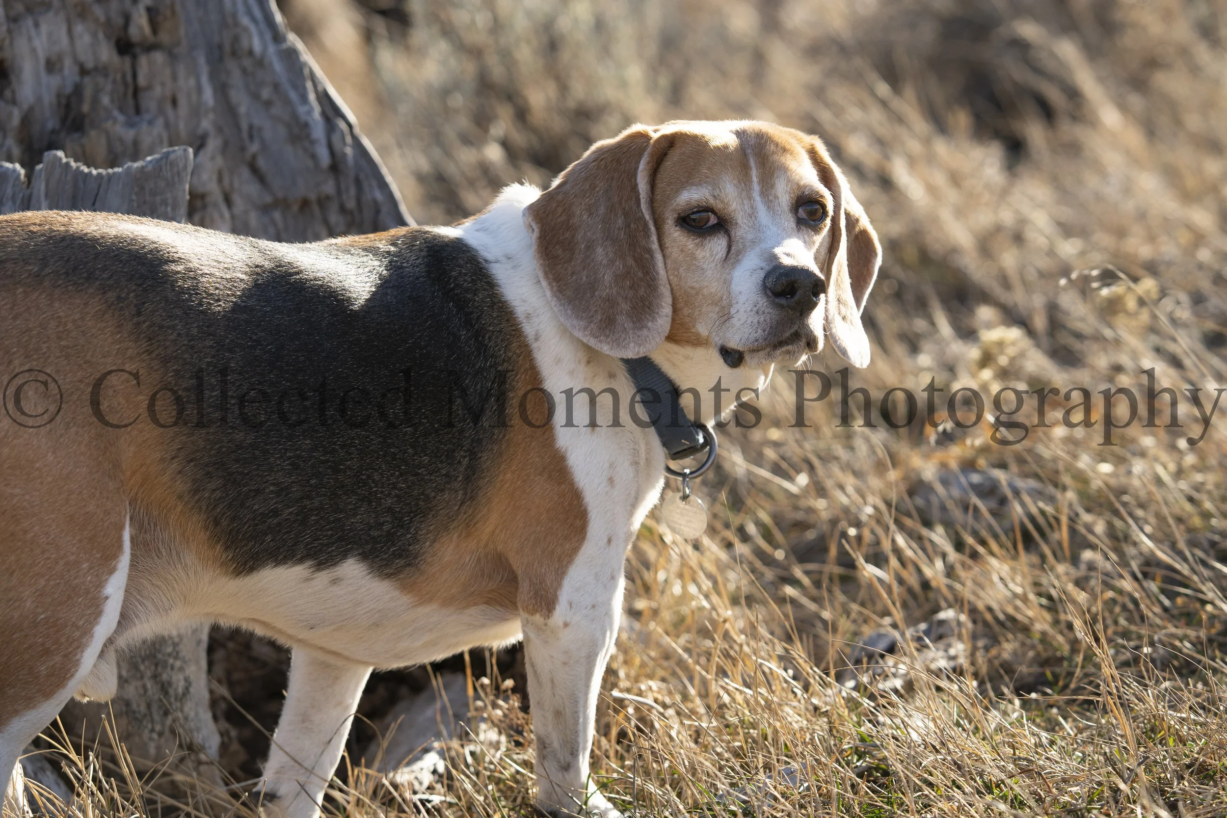 A Beagle dog with a tan, black, and white coat standing outdoors among dried grass and a tree trunk, looking at the camera.