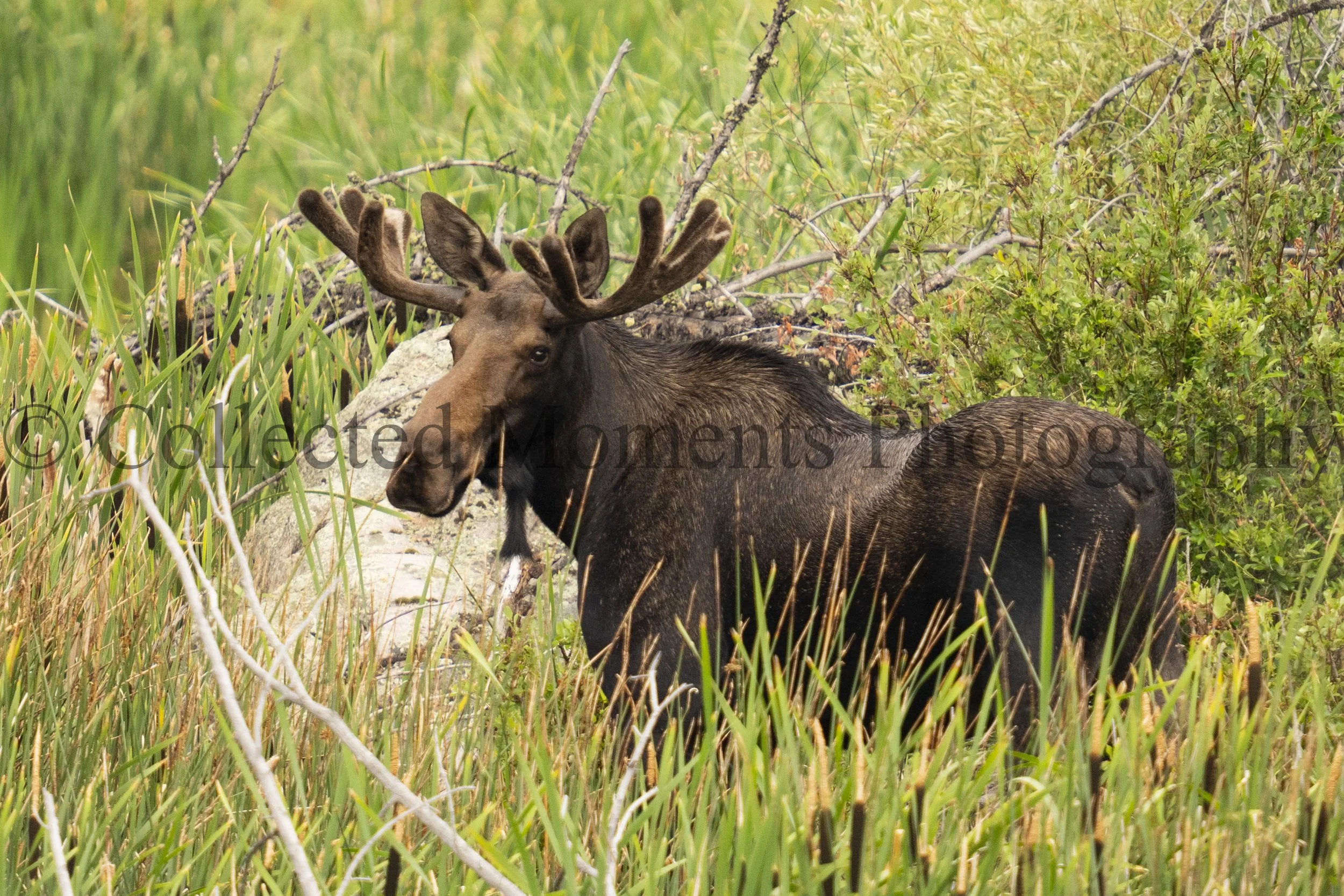 A moose with large antlers lying in green grass and shrubs in a natural outdoor setting.