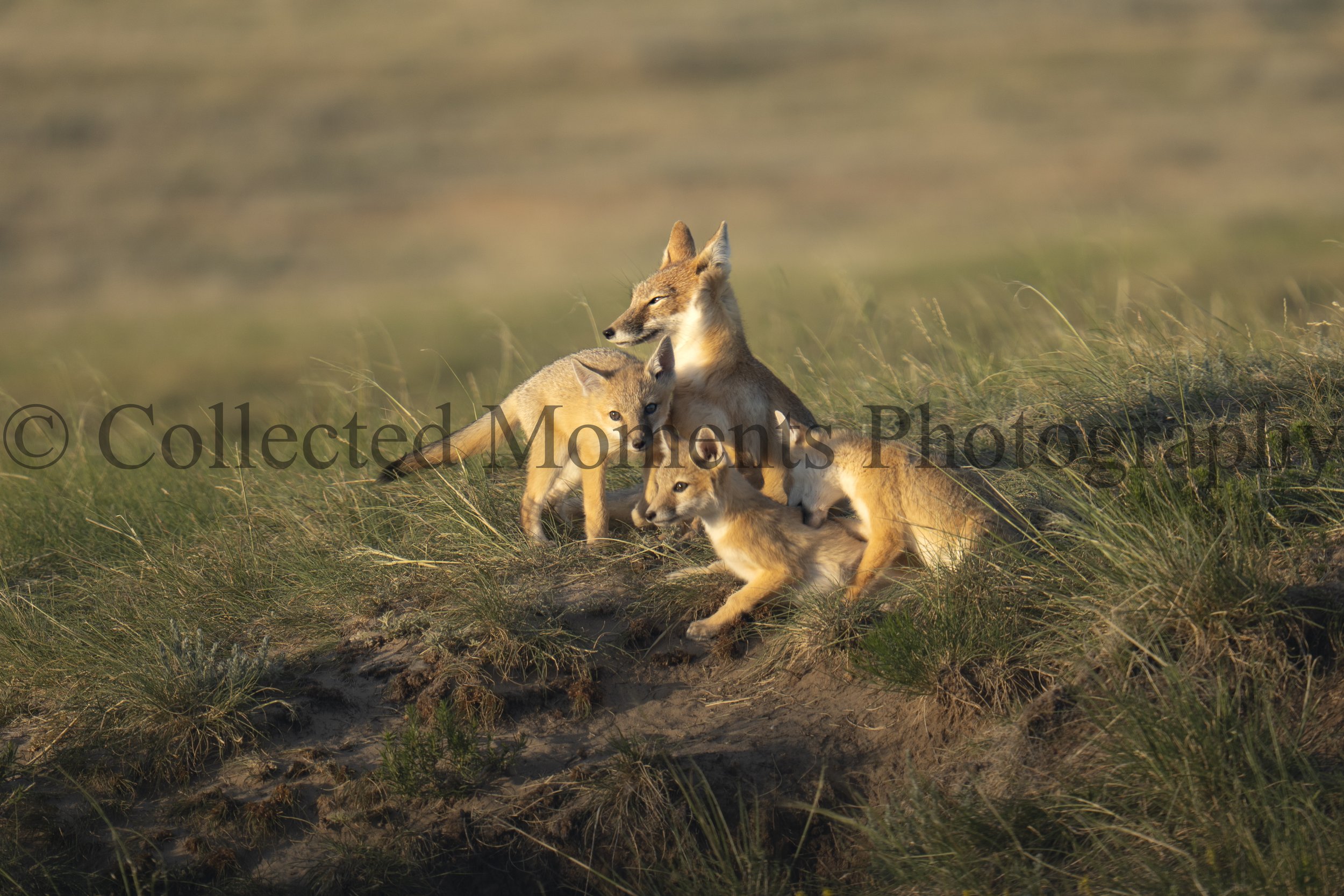A pack of four coyotes resting in a grassy field with a blurred background, bathed in warm sunlight.