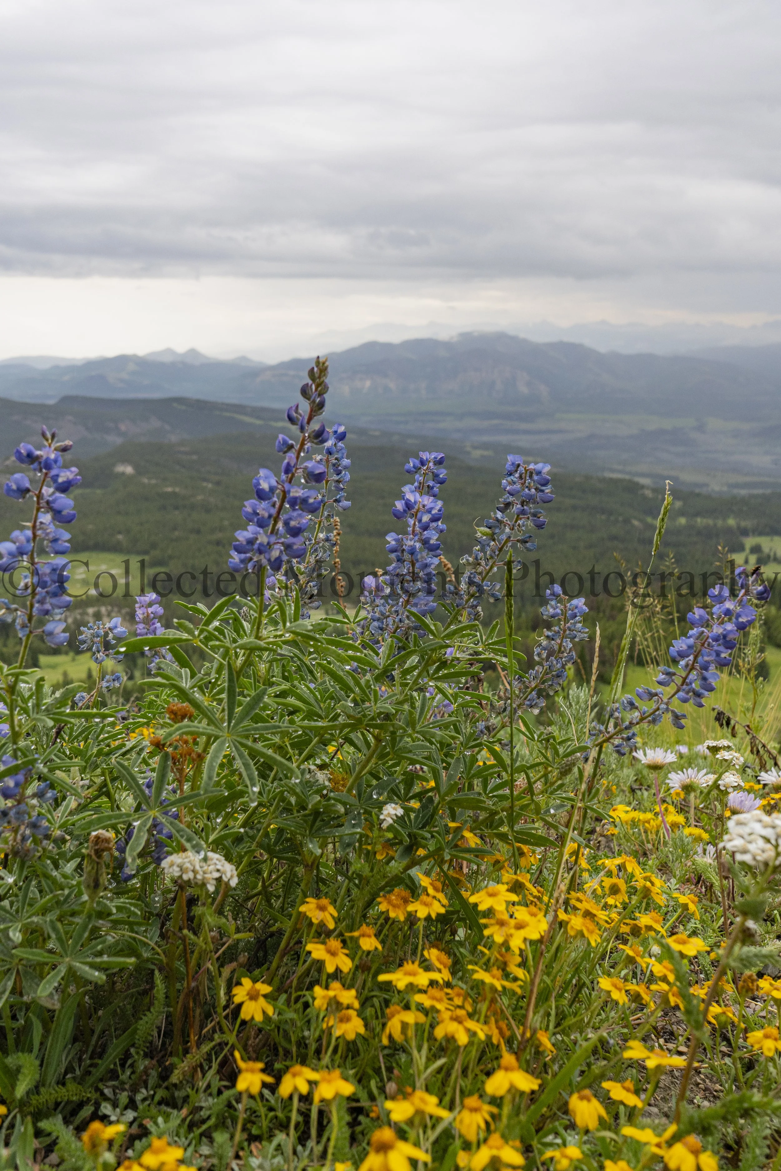 A landscape view of a mountain range in the distance under a cloudy sky, with purple and yellow wildflowers in the foreground.