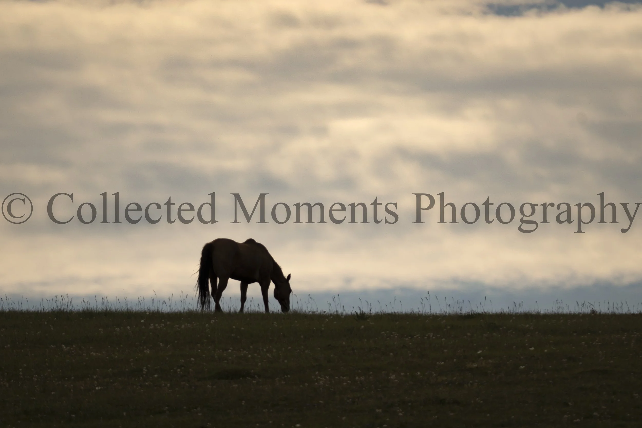 A silhouette of a horse grazing in a field under a cloudy sky during sunset.