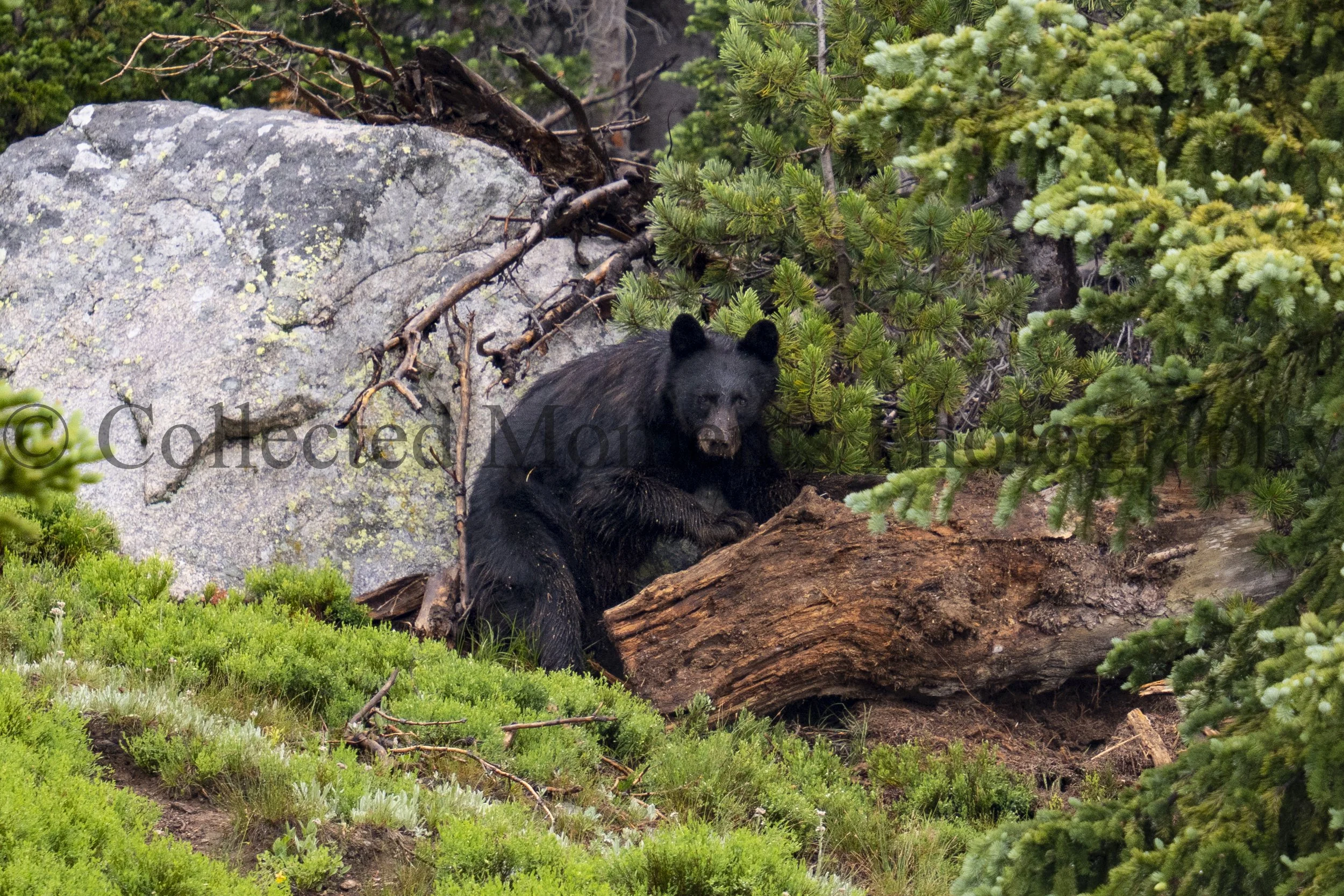 A black bear resting among rocks and green pine trees in a forest setting.