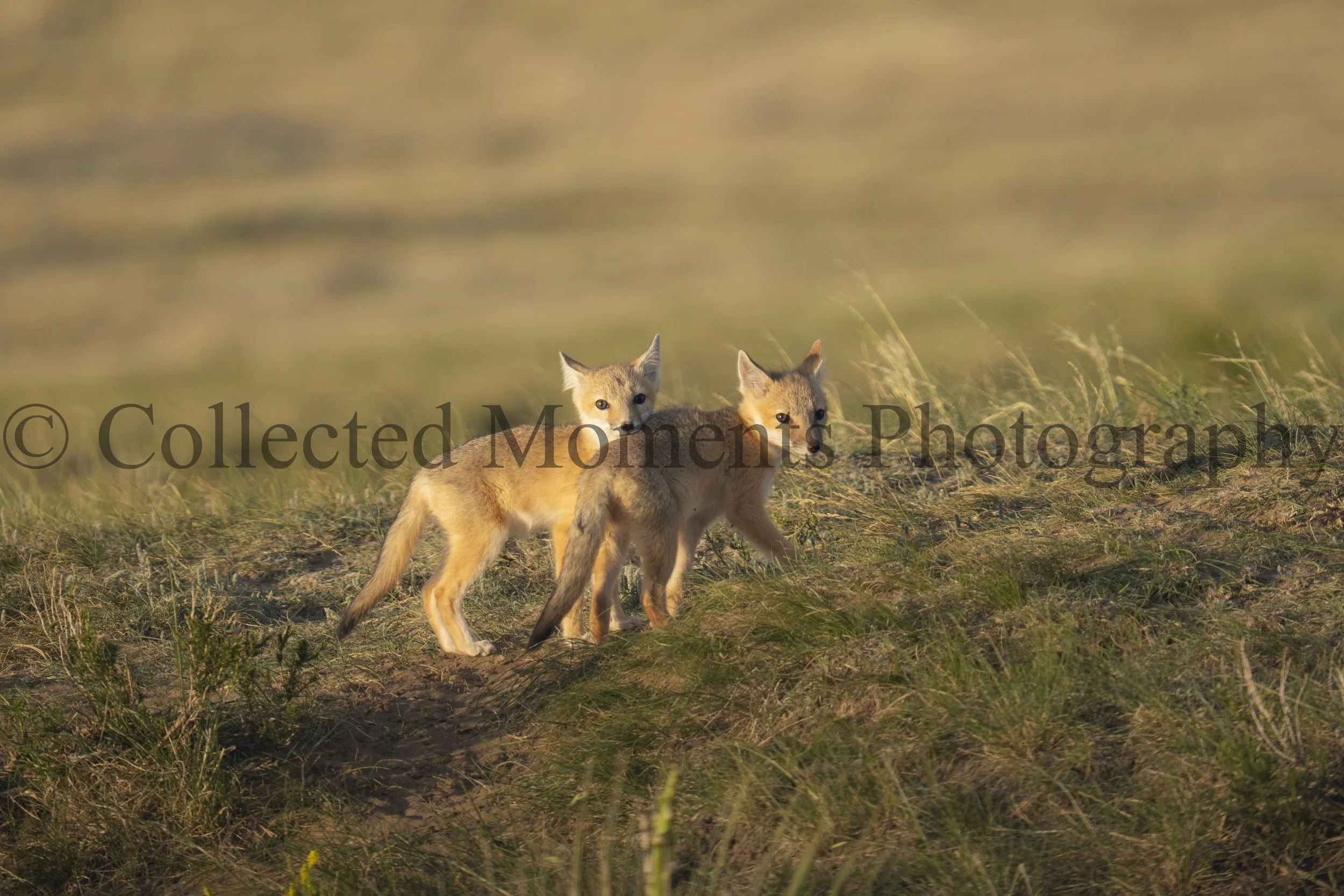 Two young foxes walking through grass in a field with blurred background.