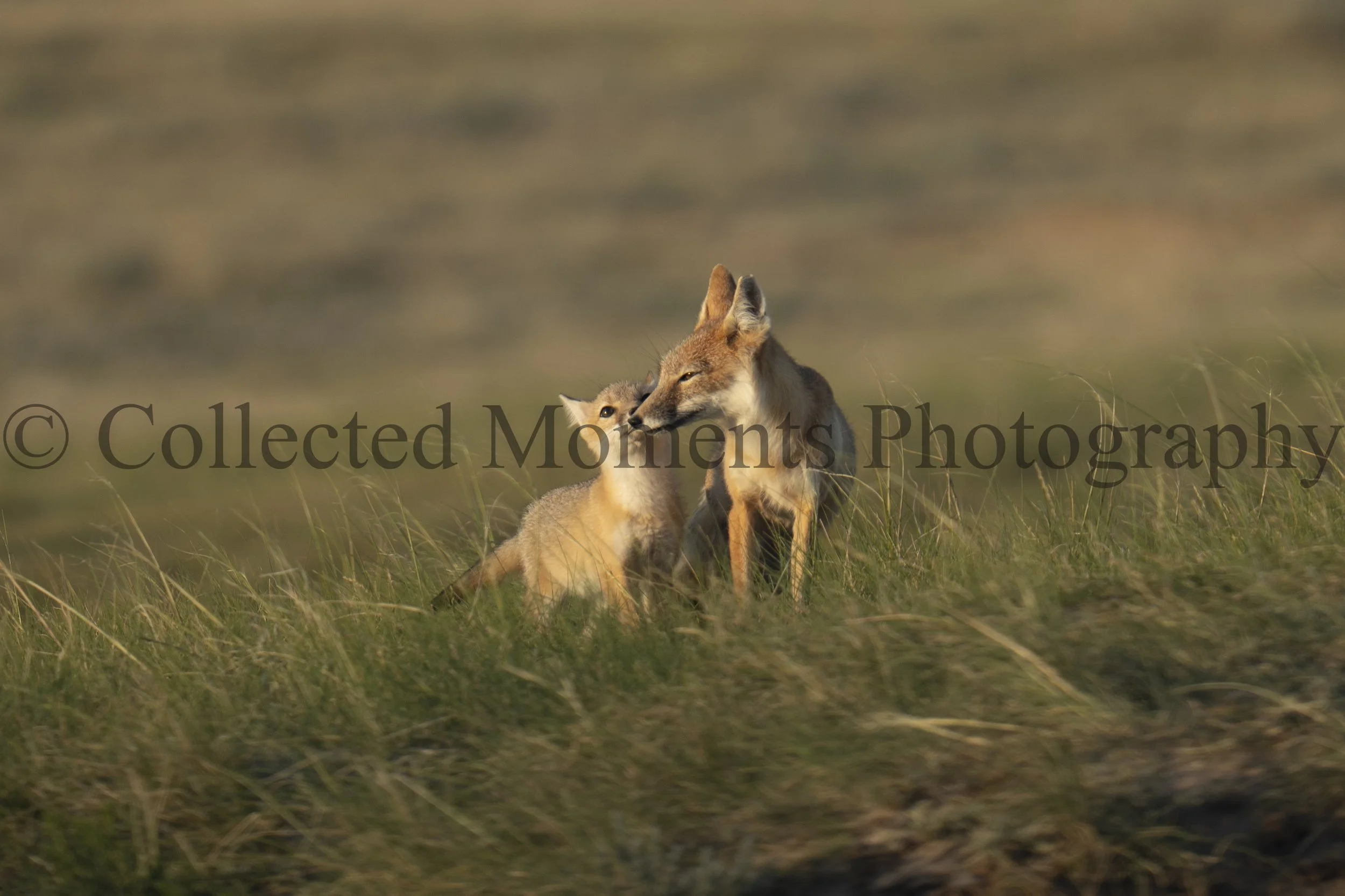 Two foxes sitting in tall grass with one licking the other in a natural outdoor setting.