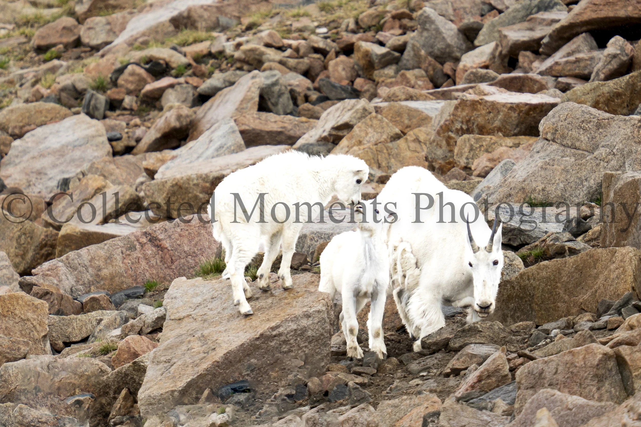 A group of mountain goats standing on rocky terrain with various-sized rocks and patches of grass.