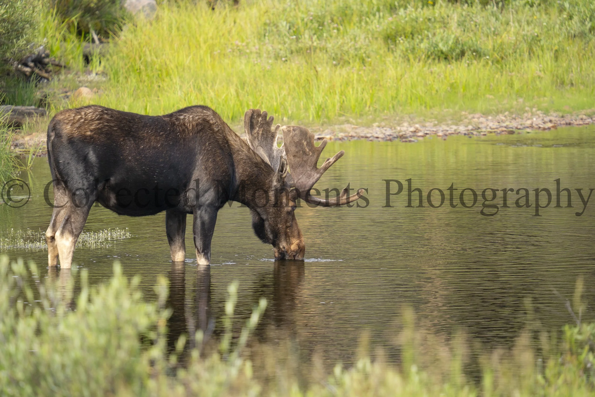A moose standing in a shallow river with green grass and trees in the background.