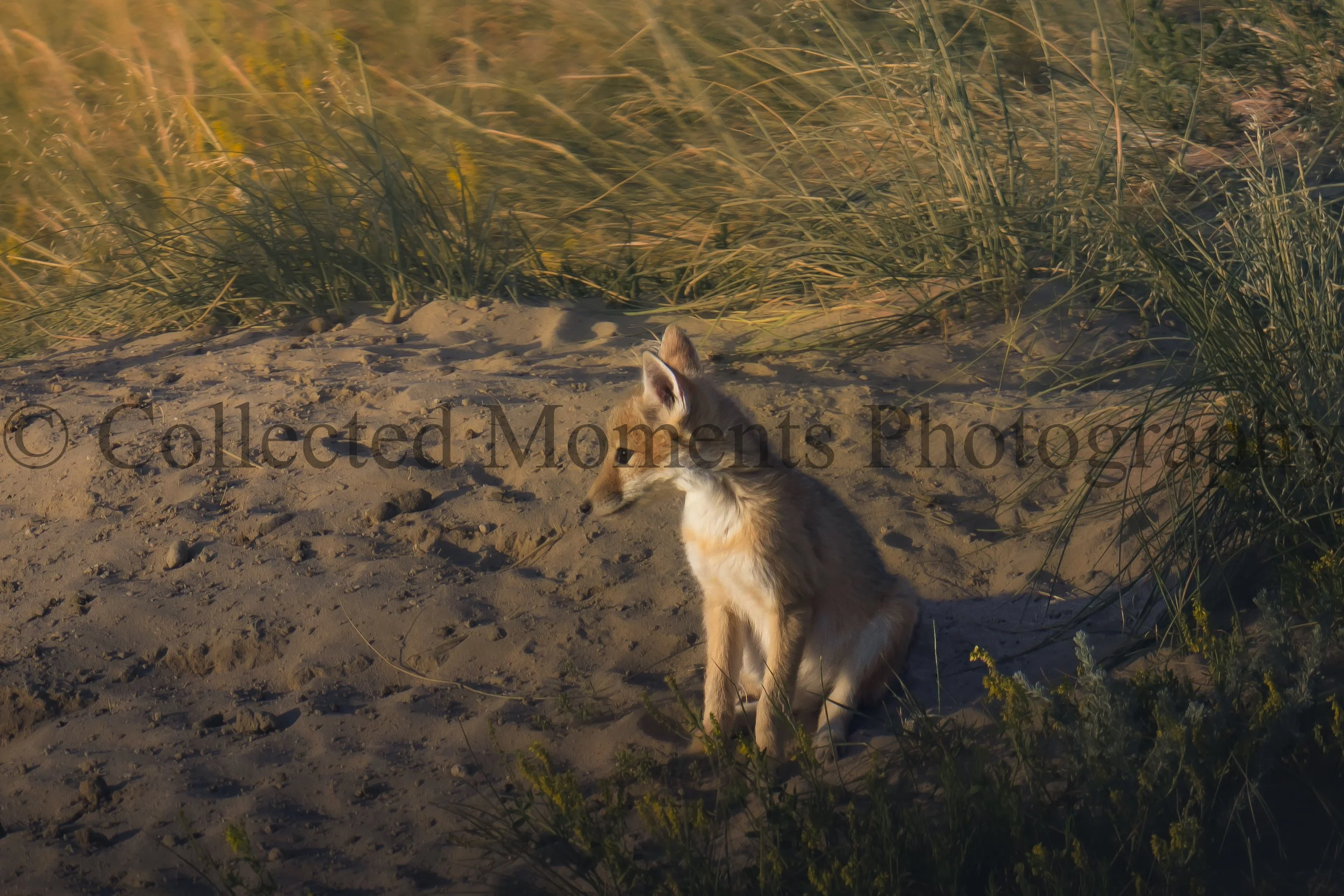 A young fox with light brown and white fur standing on sandy ground near tall grass with yellow flowers, under a warm, orange sky.