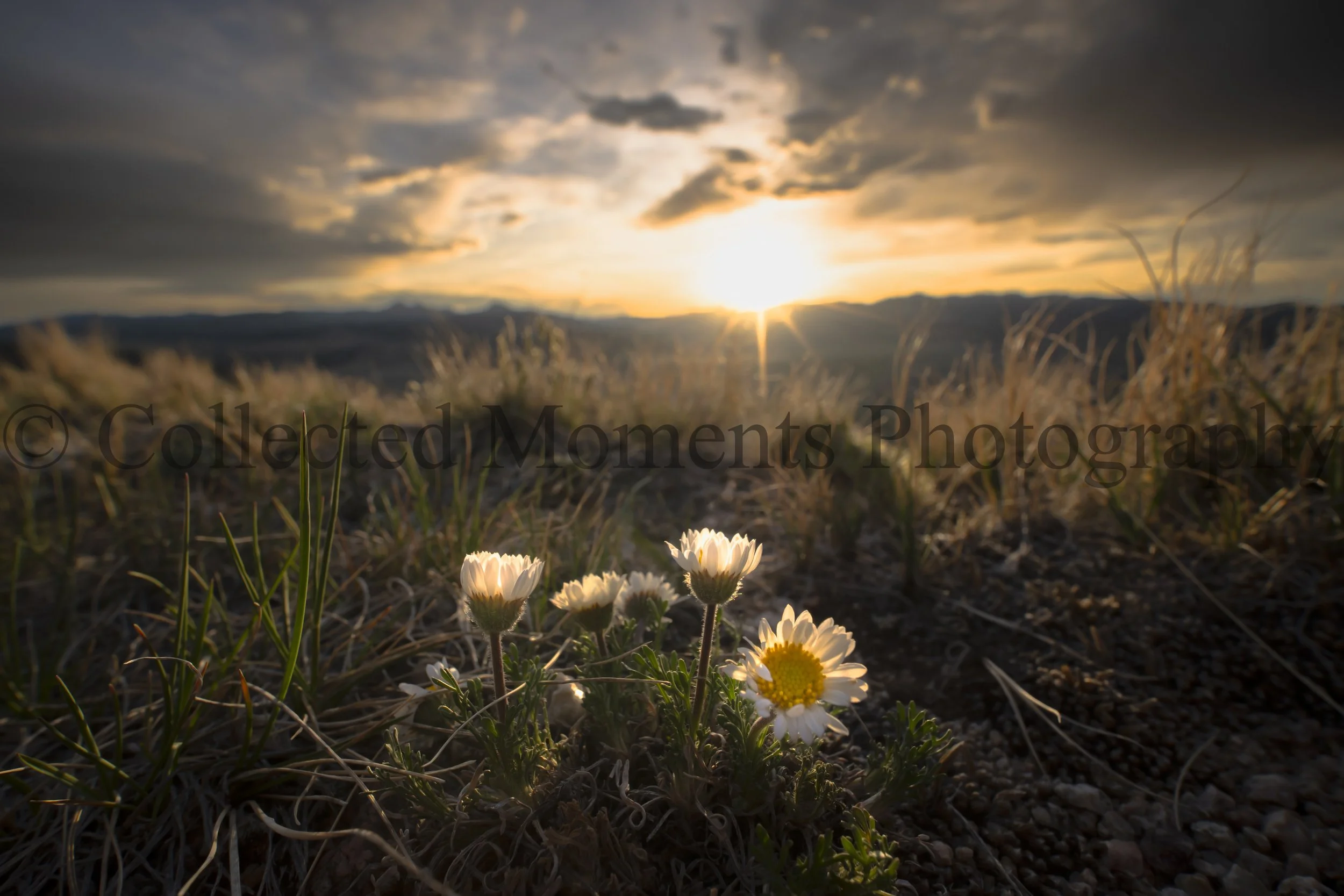 Close-up of white and yellow wildflowers growing in the foreground, with a sunset sky and dark clouds in the background.