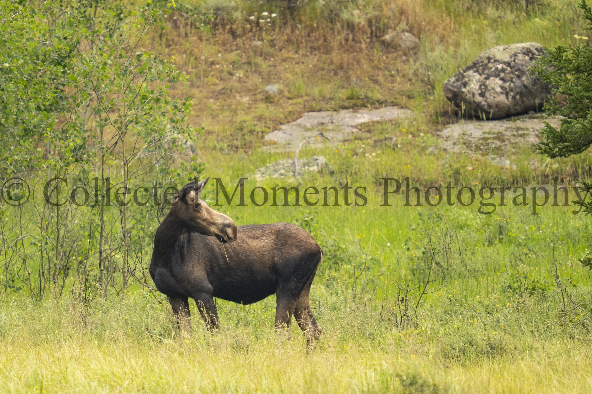 A moose standing in a grassy field surrounded by green trees and bushes with rocks in the background.