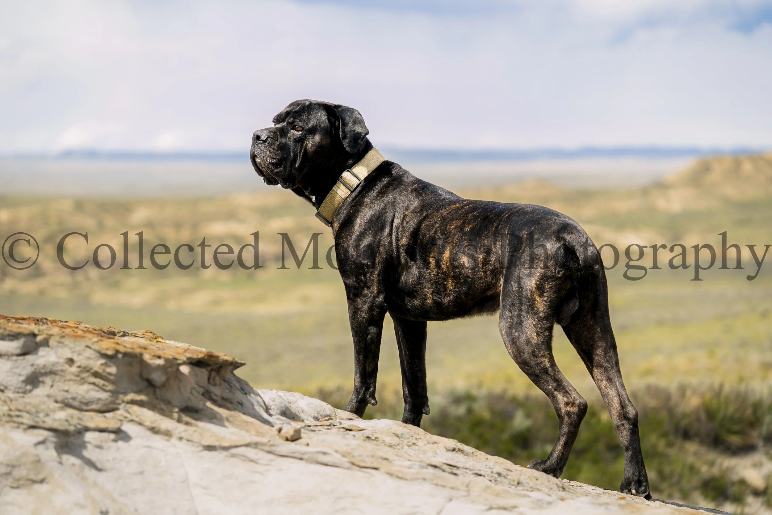 A large brindle dog with a black face, wearing a beige collar, standing outdoors on a rocky surface with a blurred landscape and cloudy sky in the background.
