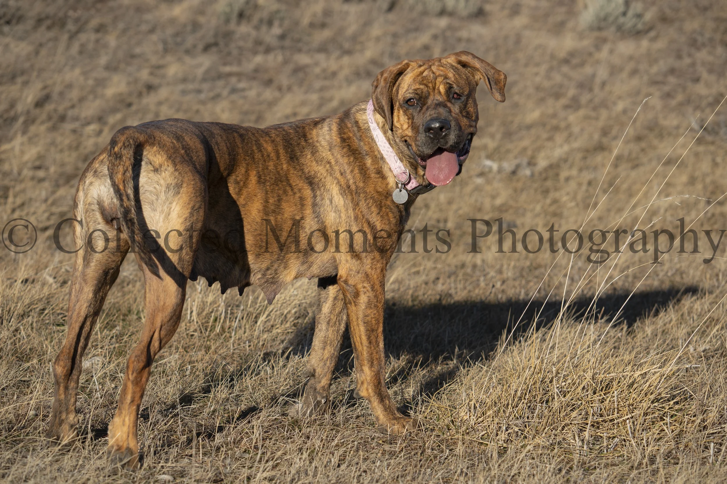 A large brindle dog standing in a field of dry grass, with its tongue hanging out and wearing a pink collar with a round tag.