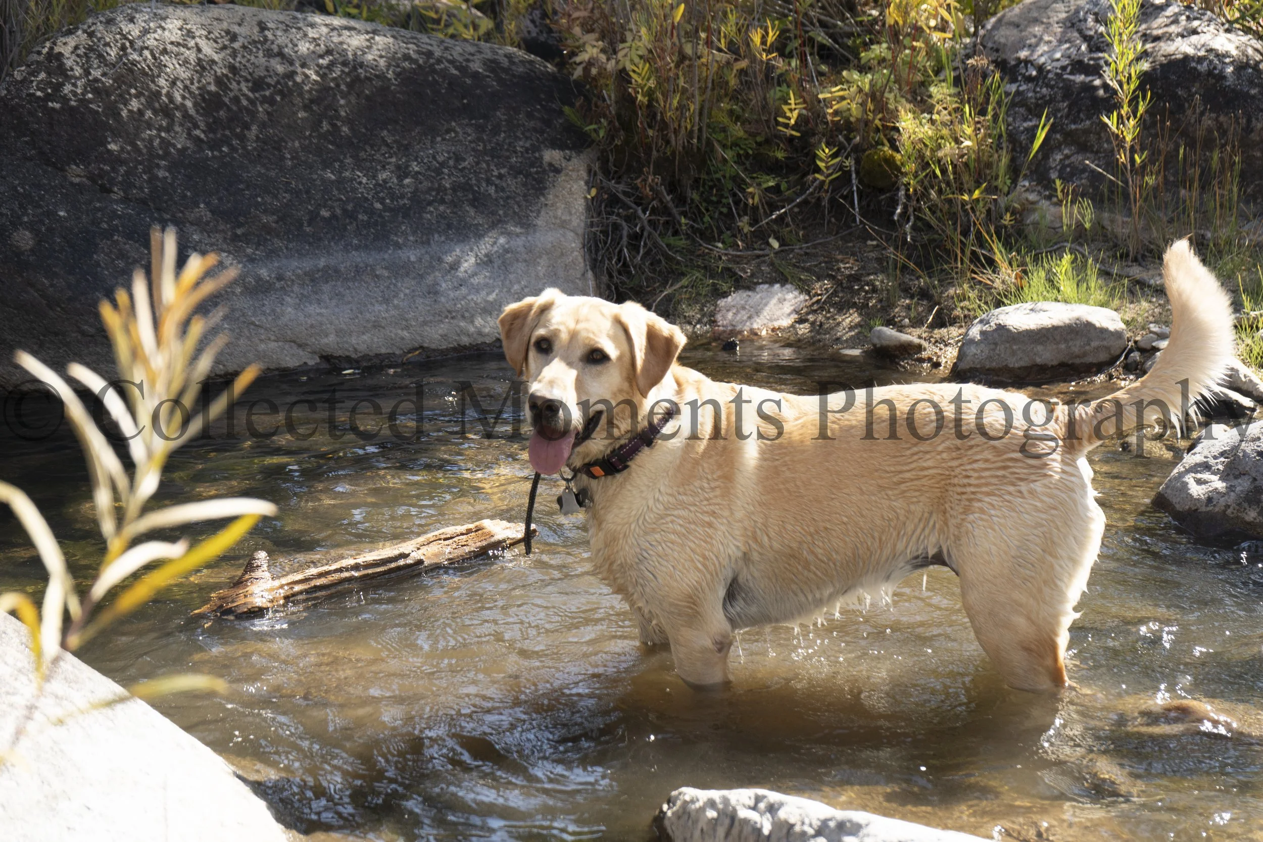 A yellow Labrador Retriever wading in a small stream surrounded by rocks and green plants.