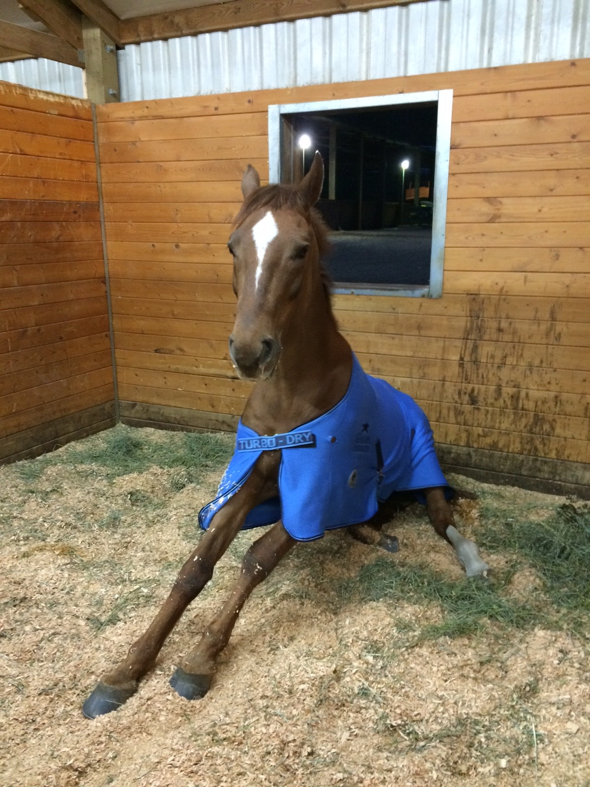 Horse in Stall