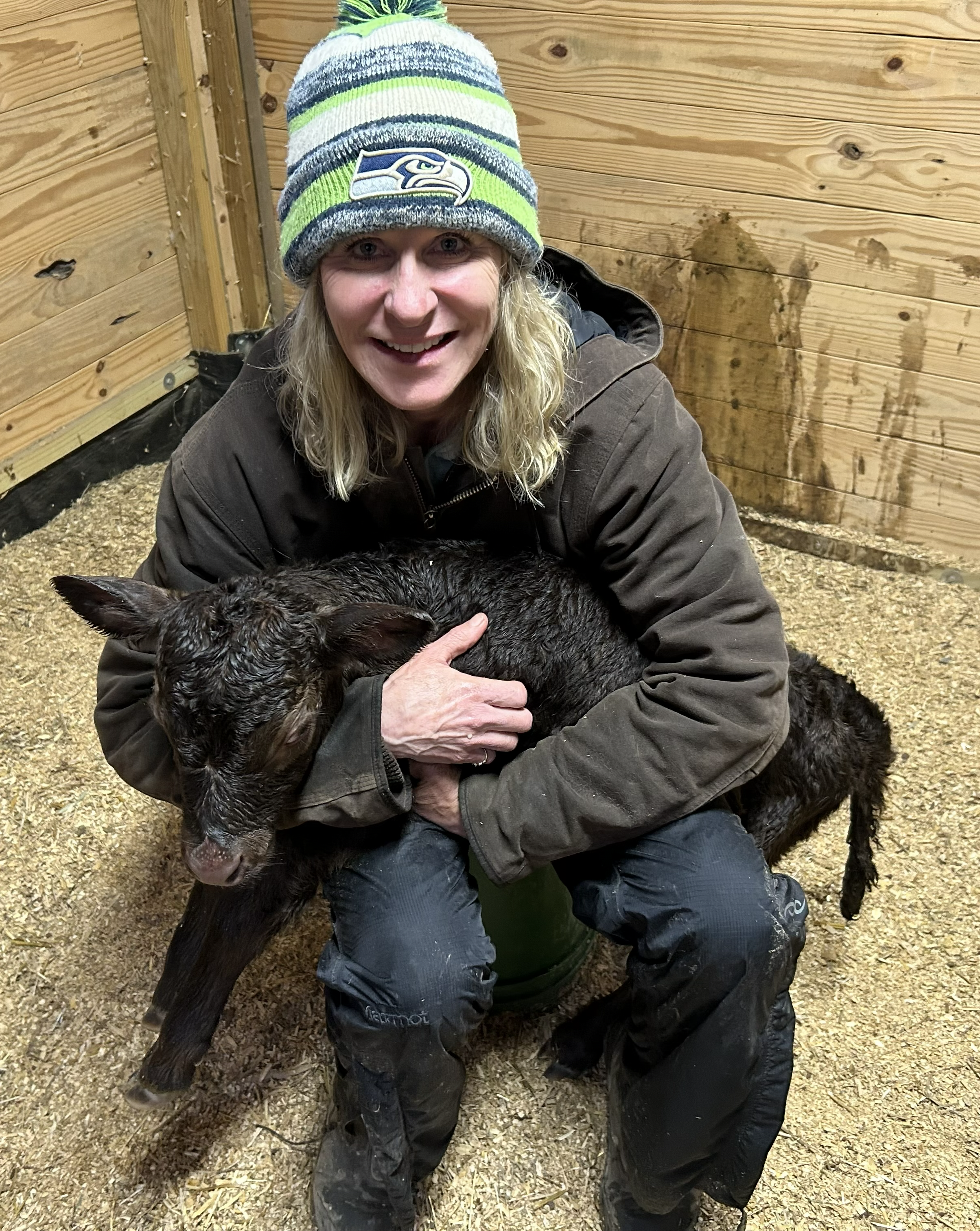 Dexter calf