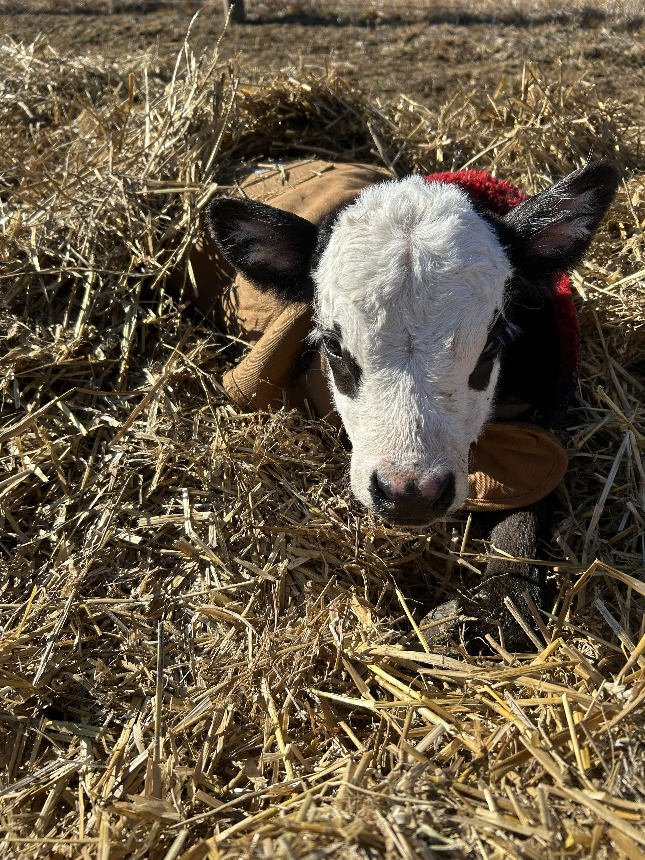 Hereford calf